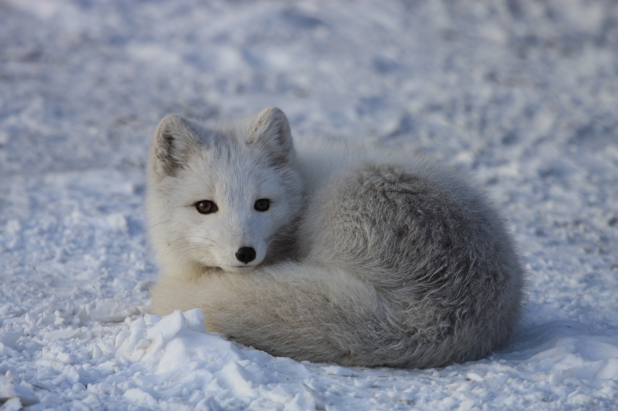 Canon EOS 40D + Canon EF 100-400mm F4.5-5.6L IS USM sample photo. Arctic fox photography