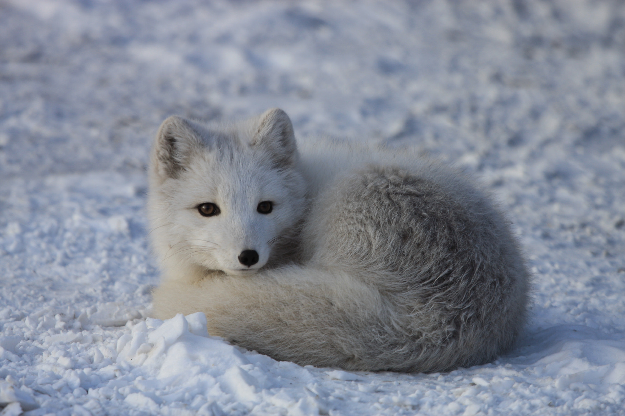 Canon EF 100-400mm F4.5-5.6L IS USM sample photo. Arctic fox photography