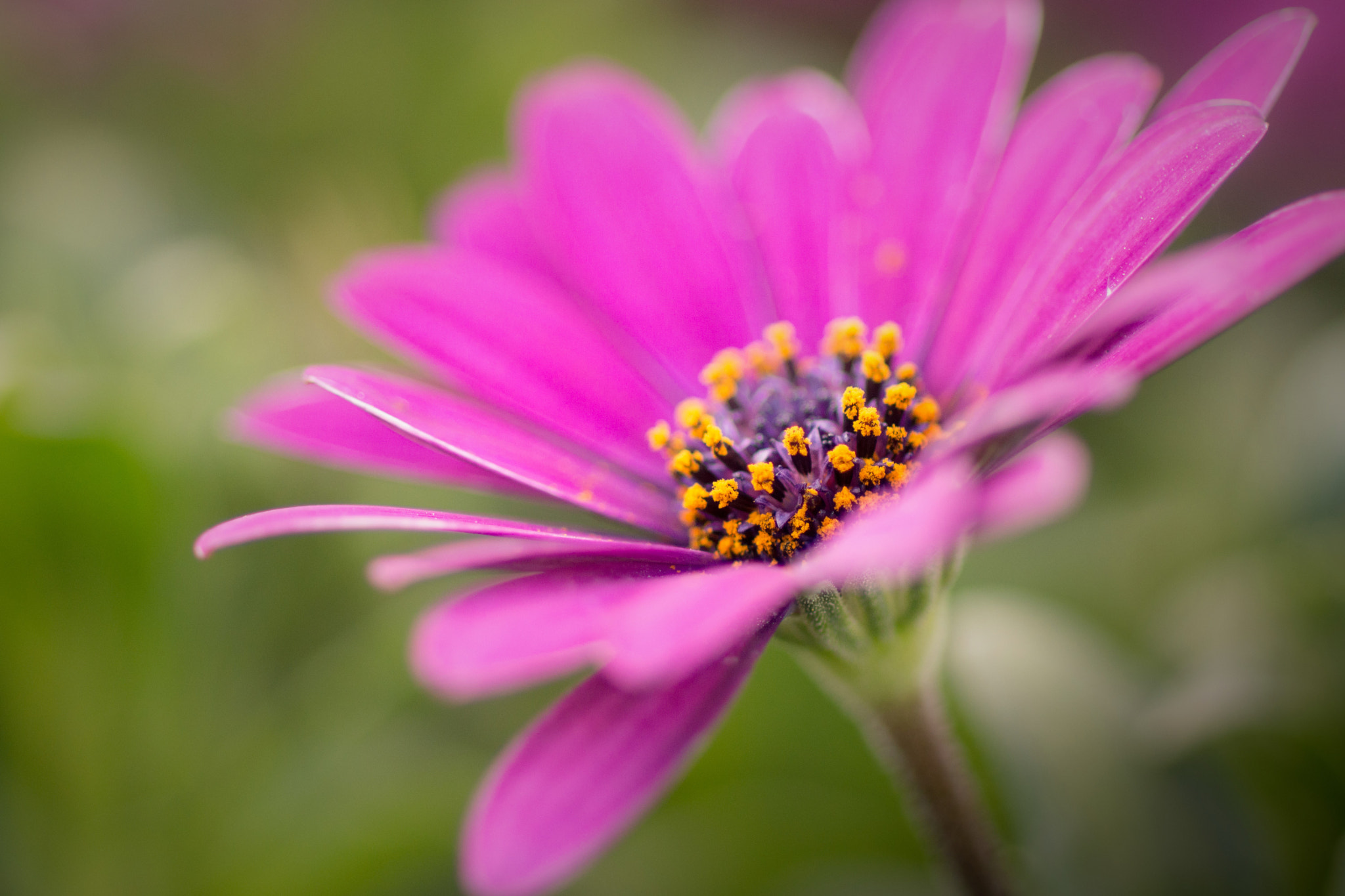 Sony SLT-A77 + Sony 100mm F2.8 Macro sample photo. Daisy photography