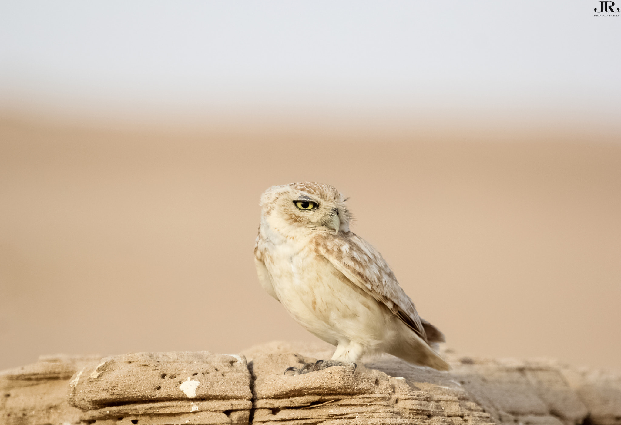 Canon EOS 60D + Canon EF 100-400mm F4.5-5.6L IS USM sample photo. "little owl" photography