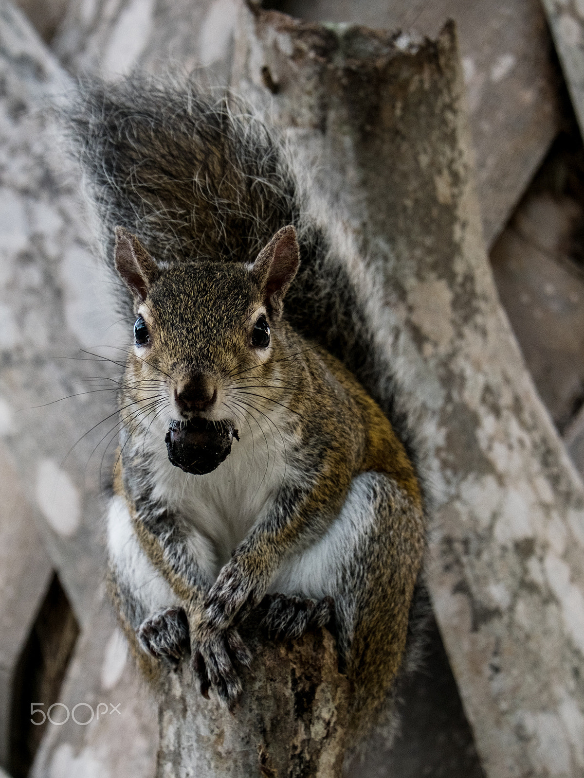 Fujifilm X-E2 + Fujifilm XC 50-230mm F4.5-6.7 OIS sample photo. Squirrel with acorn in mouth on cabbage palm tree photography