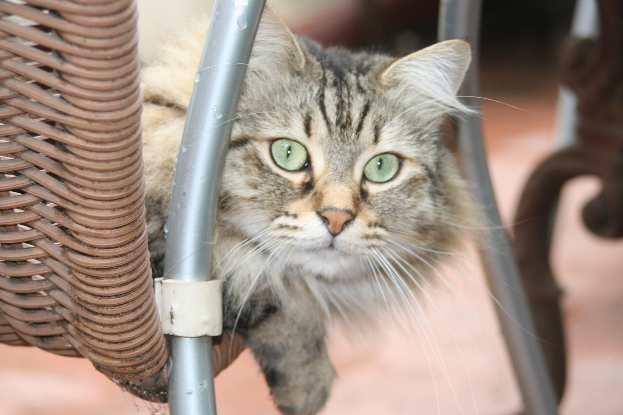 Canon EF 35-105mm f/3.5-4.5 sample photo. Tigro cat photography