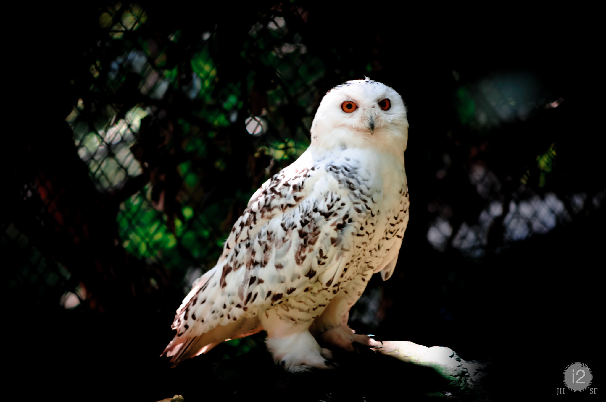 Nikon D300S + AF Nikkor 70-210mm f/4-5.6 sample photo. Snowy owl - by sf photography