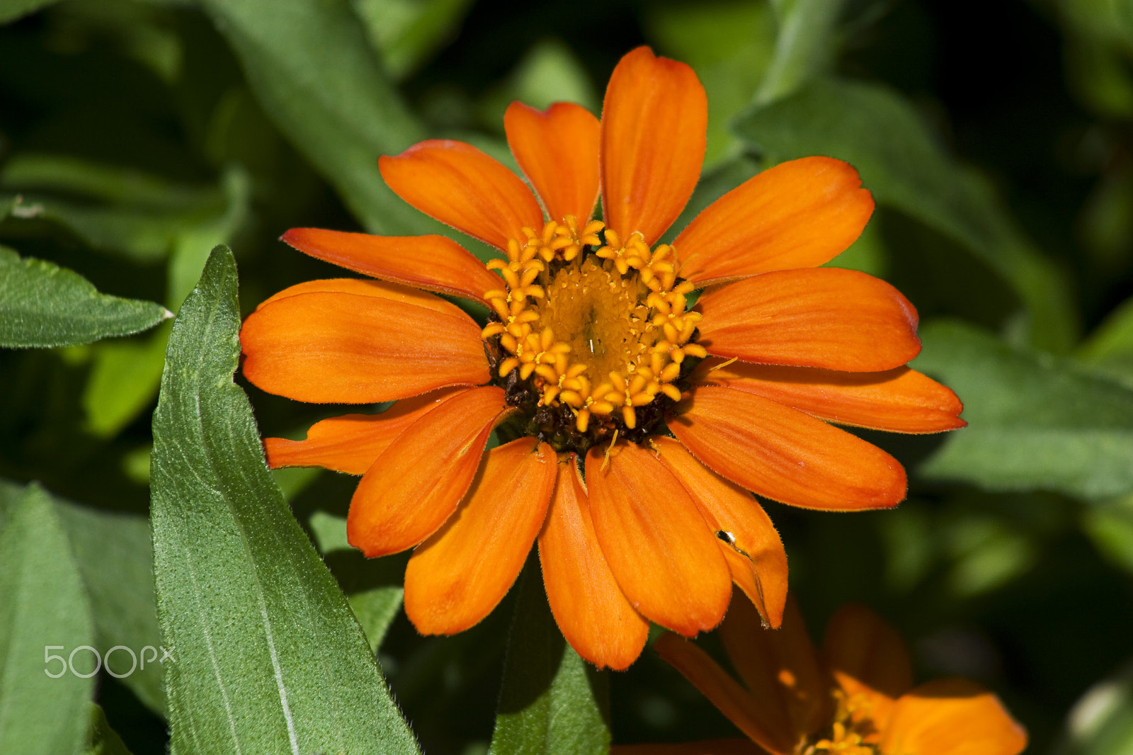 Canon EF 75-300mm f/4-5.6 USM sample photo. Orange photography