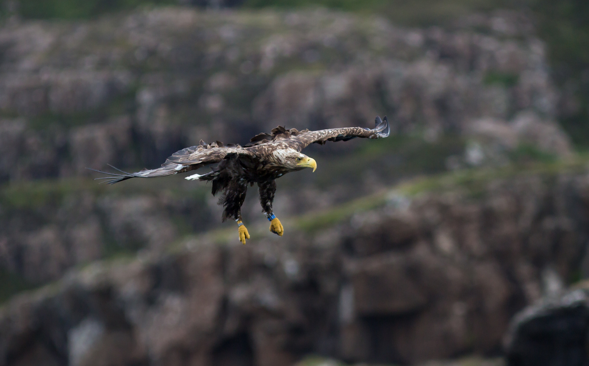 Canon EOS 700D (EOS Rebel T5i / EOS Kiss X7i) + Canon EF 300mm F4L IS USM sample photo. The dive photography