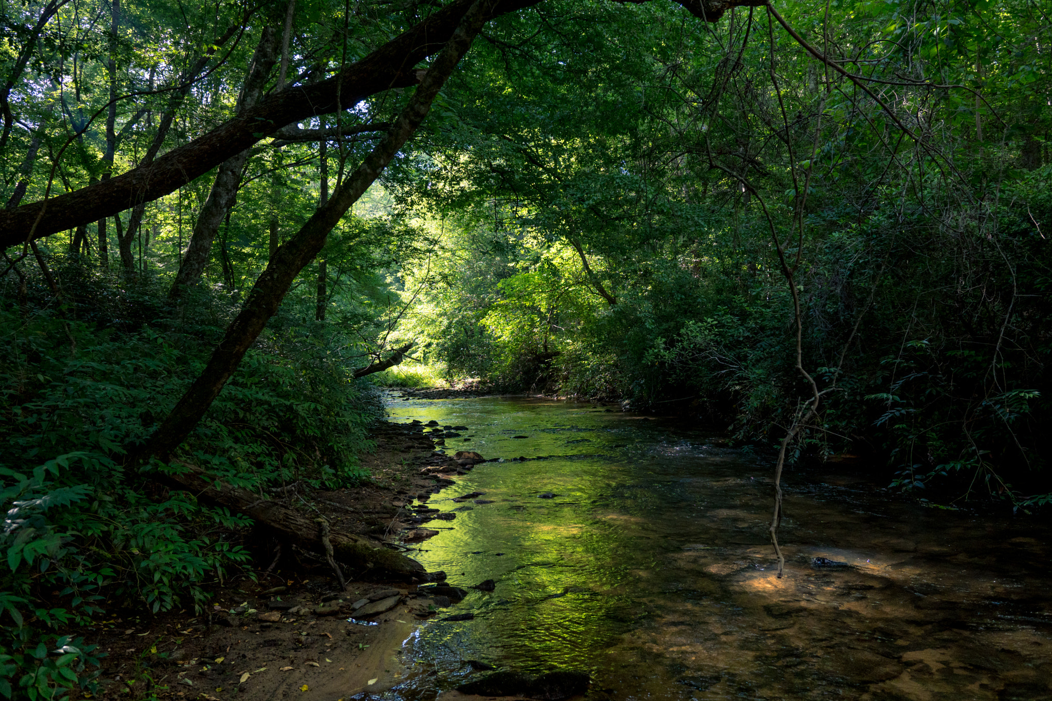 Sony a6300 + 18-35mm F1.8 DC HSM | Art 013 sample photo. In the woods photography