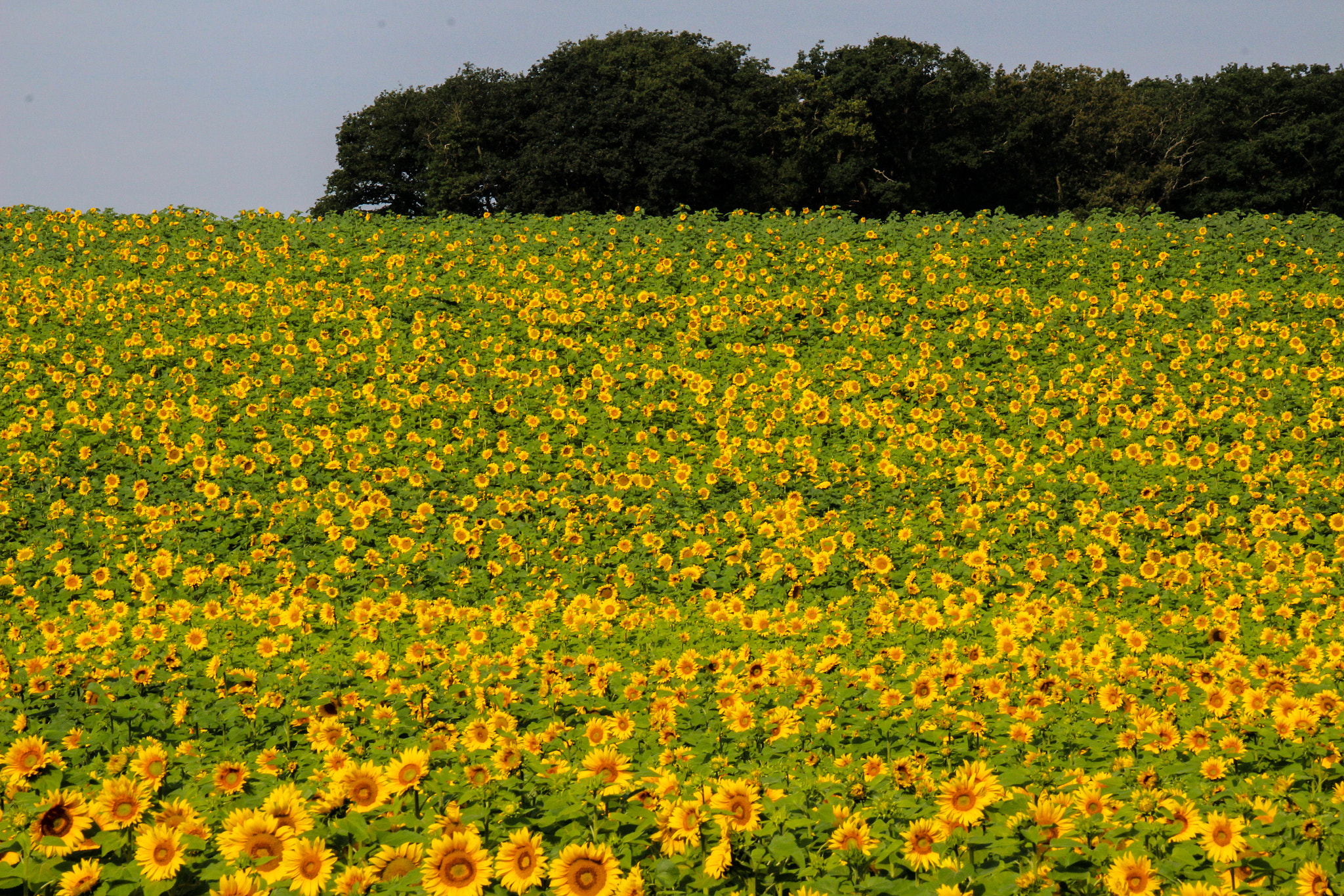 Canon EOS 100D (EOS Rebel SL1 / EOS Kiss X7) sample photo. Sunflower tournesol photography