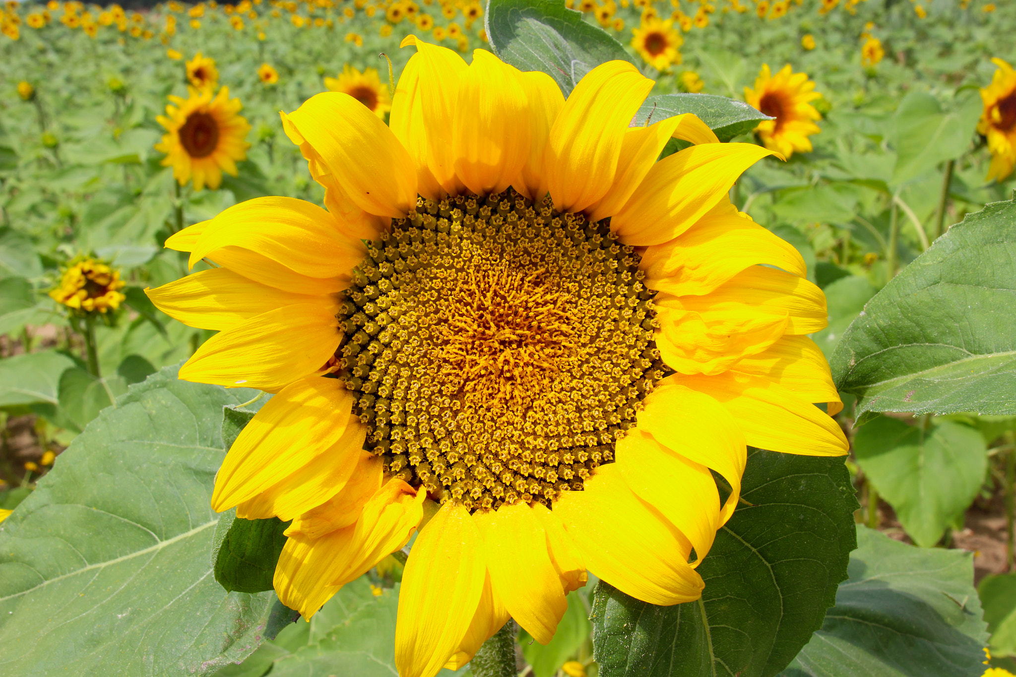 Canon EOS 100D (EOS Rebel SL1 / EOS Kiss X7) sample photo. Sunflower tournesol photography