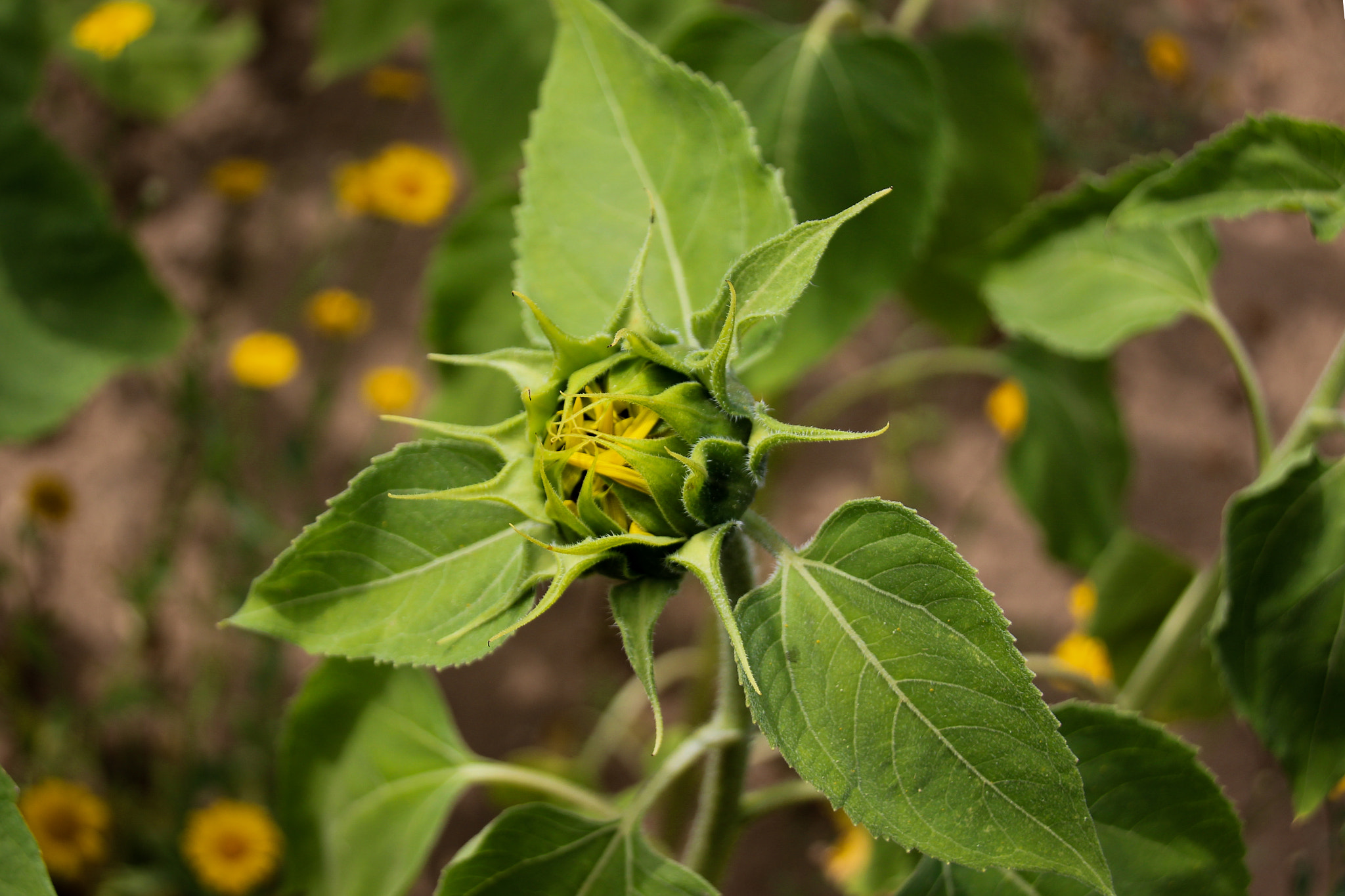 Canon EOS 100D (EOS Rebel SL1 / EOS Kiss X7) sample photo. Sunflower tournesol photography