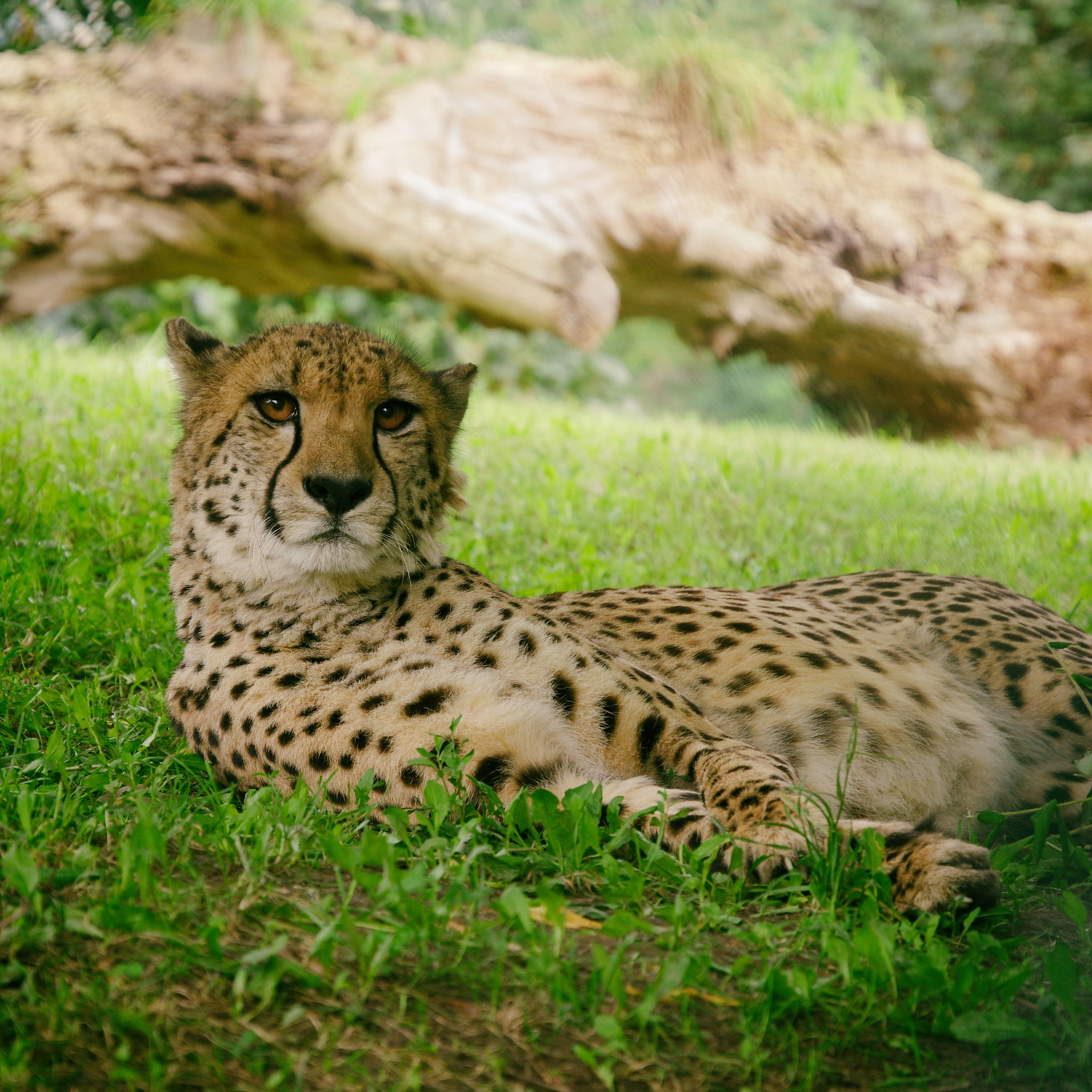 Pentax K-3 II sample photo. Cheetah photography