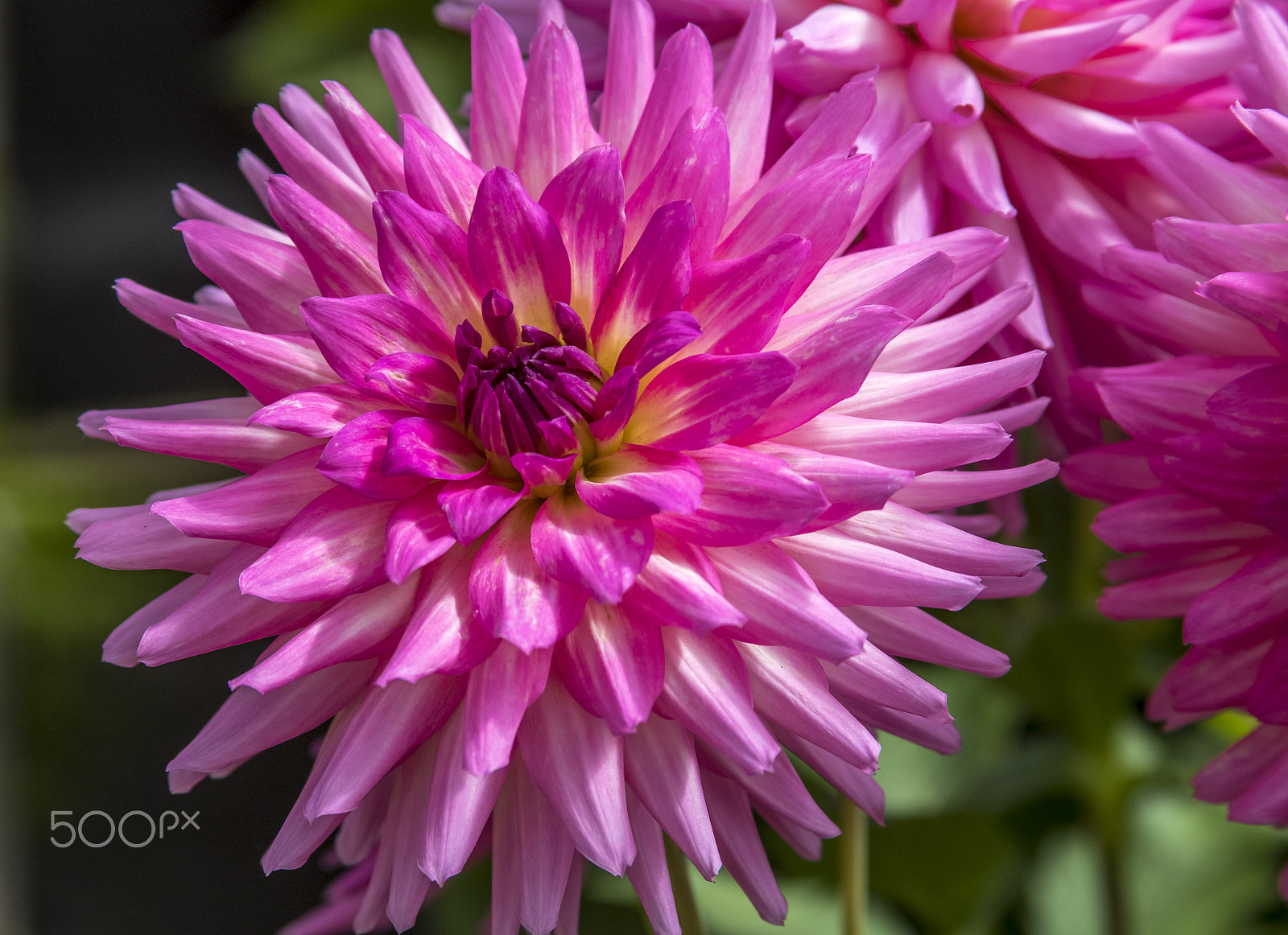 Canon EF 28-135mm F3.5-5.6 IS USM sample photo. Dahlia 2. photography