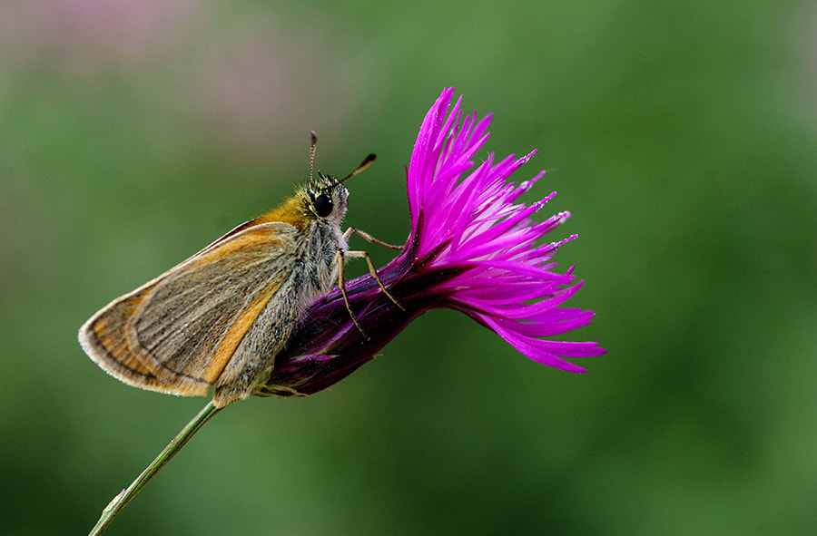 Pentax K20D + smc PENTAX-FA Macro 100mm F2.8 sample photo. Buterfly photography