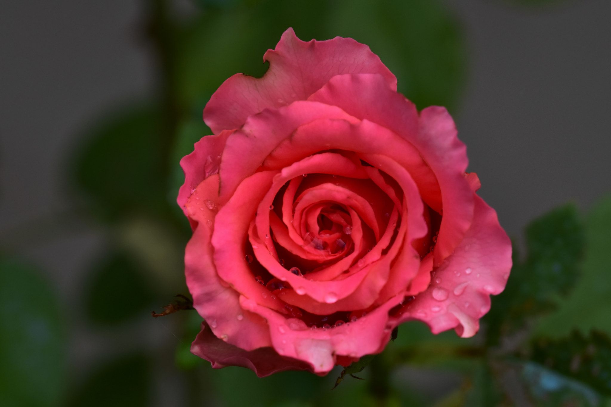 Sigma 105mm F2.8 EX DG OS HSM sample photo. Raindrops on pink rose photography