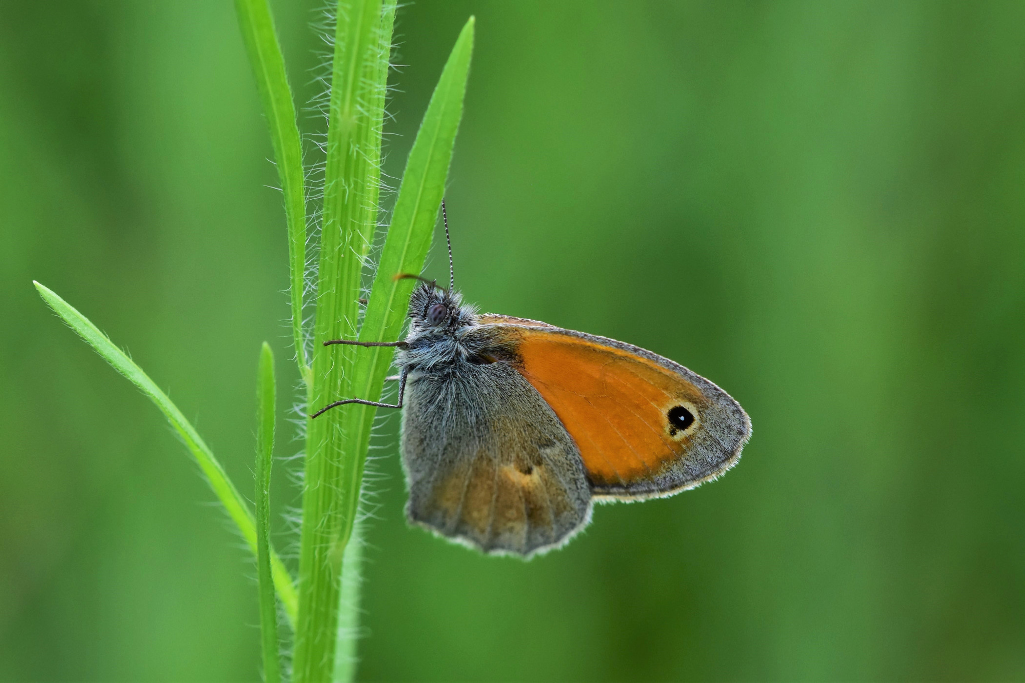 Nikon D5500 + Sigma 105mm F2.8 EX DG OS HSM sample photo. Butterfly photography