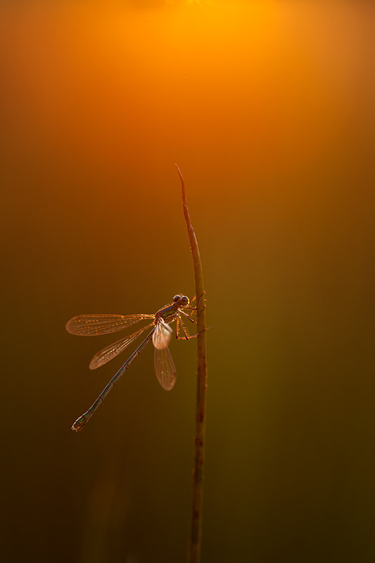 Canon EF 180mm F3.5L Macro USM sample photo. Green emerald damselfly by sunset photography