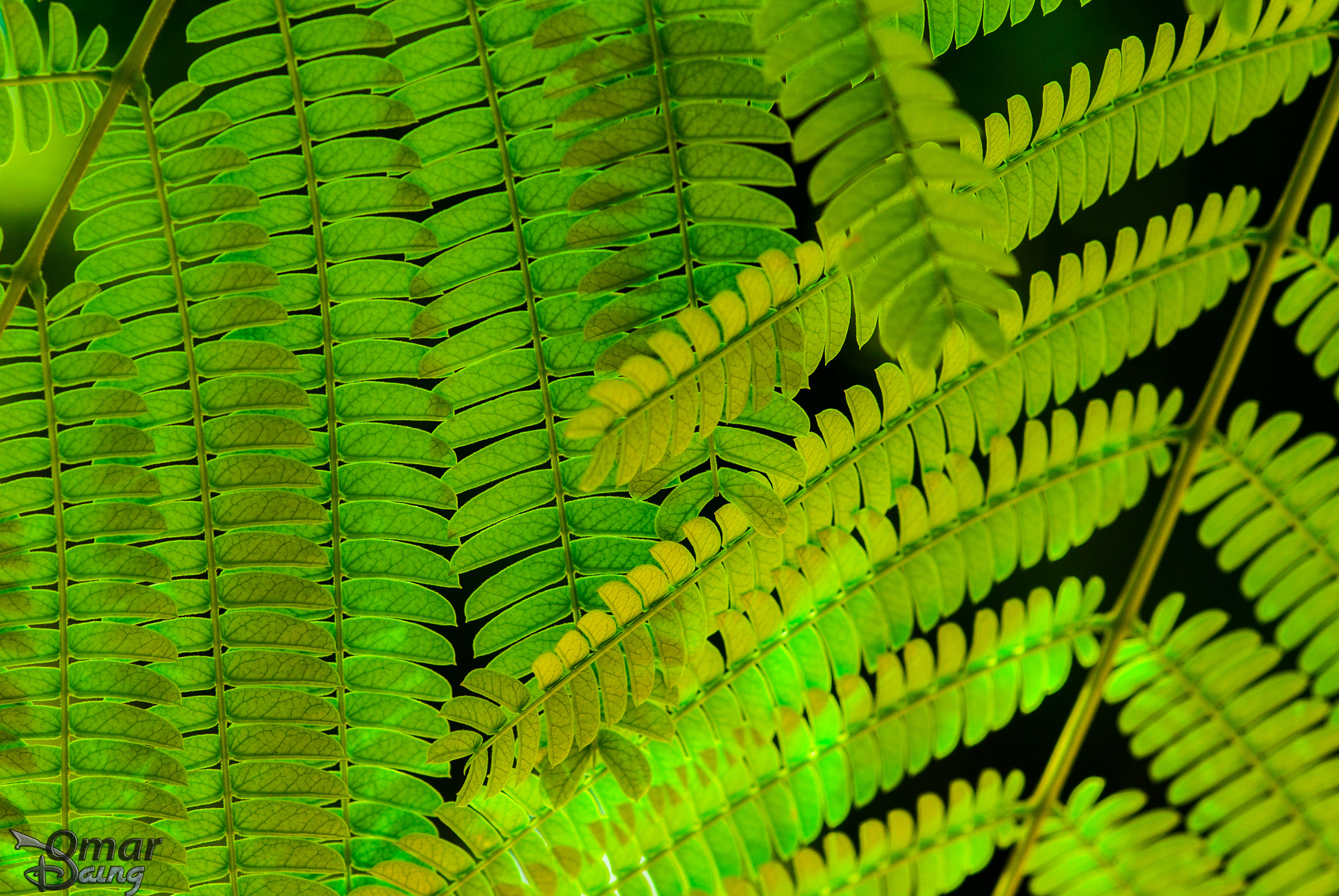 Pentax K10D + Sigma sample photo. Foliage-yapraklar photography