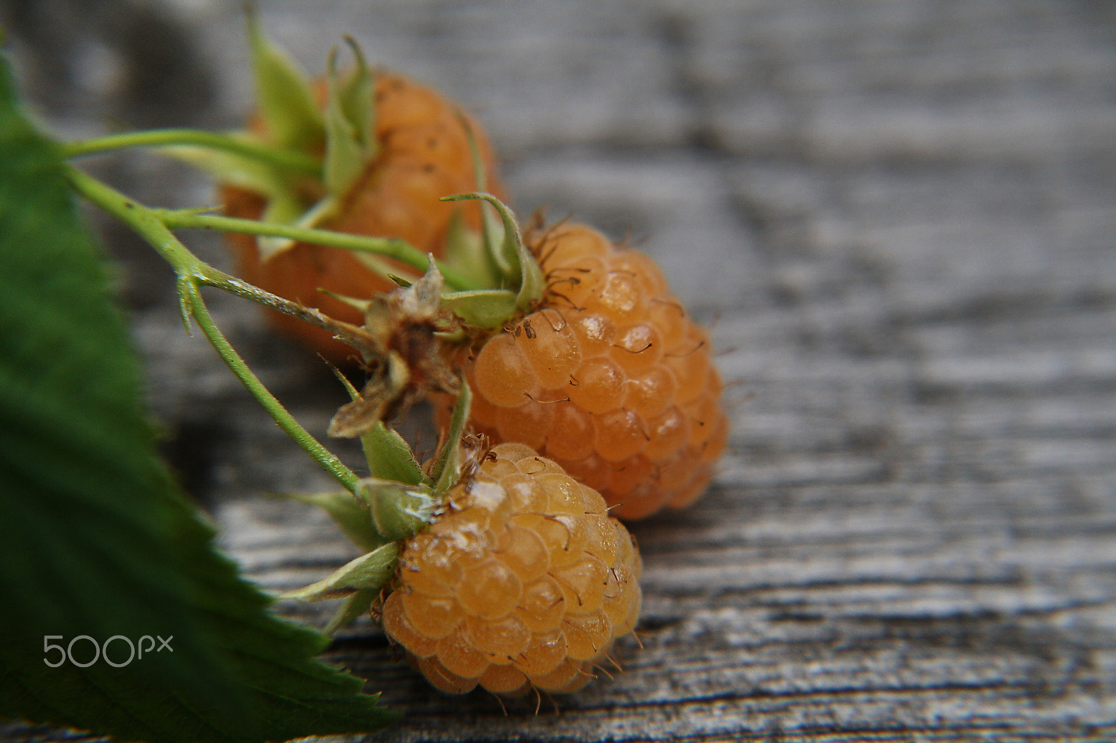 Sigma 18-125mm F3.8-5.6 DC OS HSM sample photo. Yellow raspberry photography