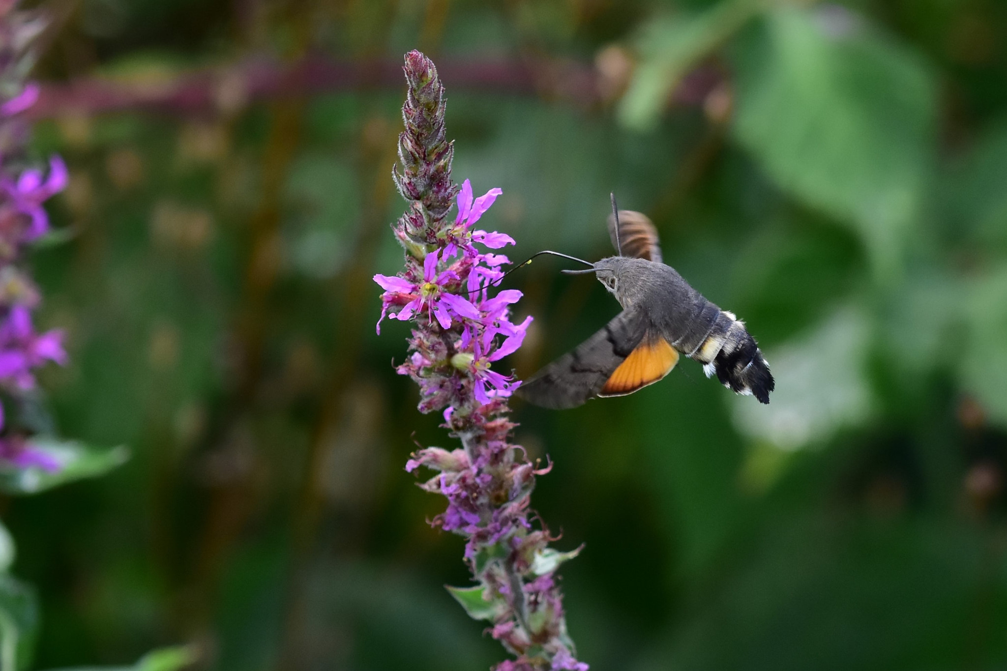 Nikon D5500 + Sigma 105mm F2.8 EX DG OS HSM sample photo. Macroglossum stellatarum photography