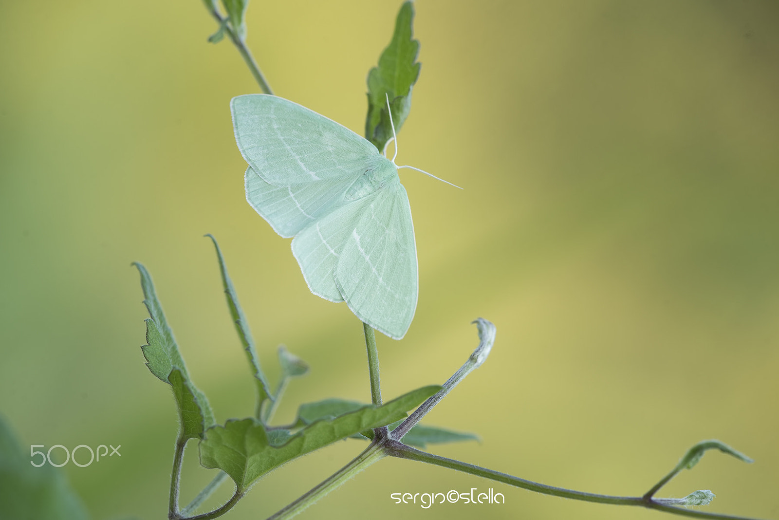 Nikon D610 + Sigma 150mm F2.8 EX DG Macro HSM sample photo. Hemistola chrysoprasaria_____ photography