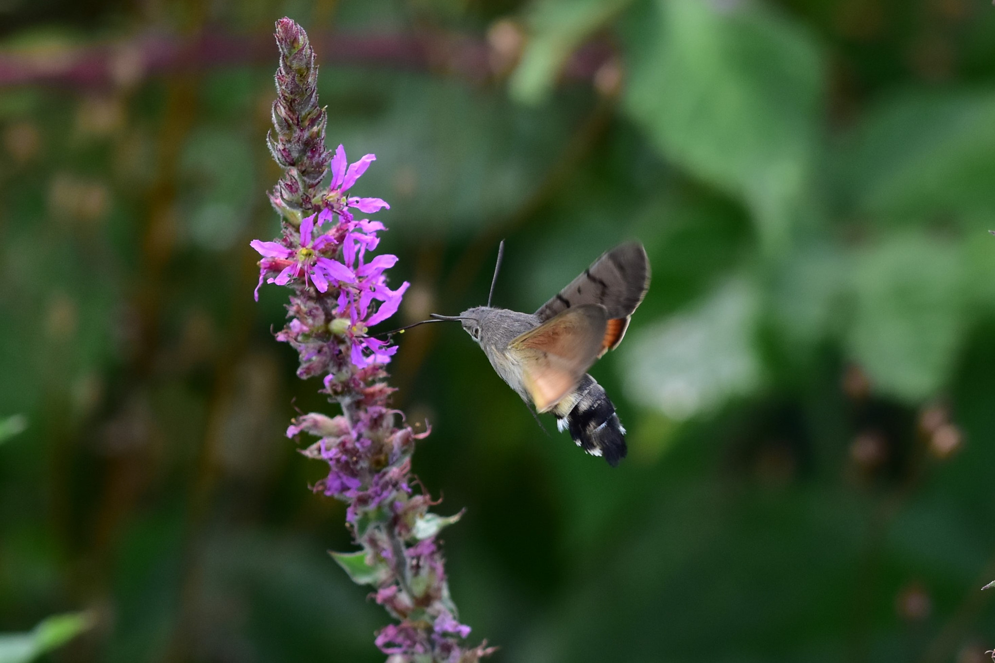 Sigma 105mm F2.8 EX DG OS HSM sample photo. Hummingbird hawk-moth photography