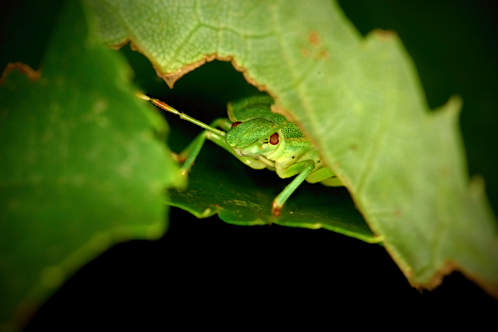 Canon EOS 100D (EOS Rebel SL1 / EOS Kiss X7) + Canon EF 100mm F2.8L Macro IS USM sample photo. Beetle on leaf photography