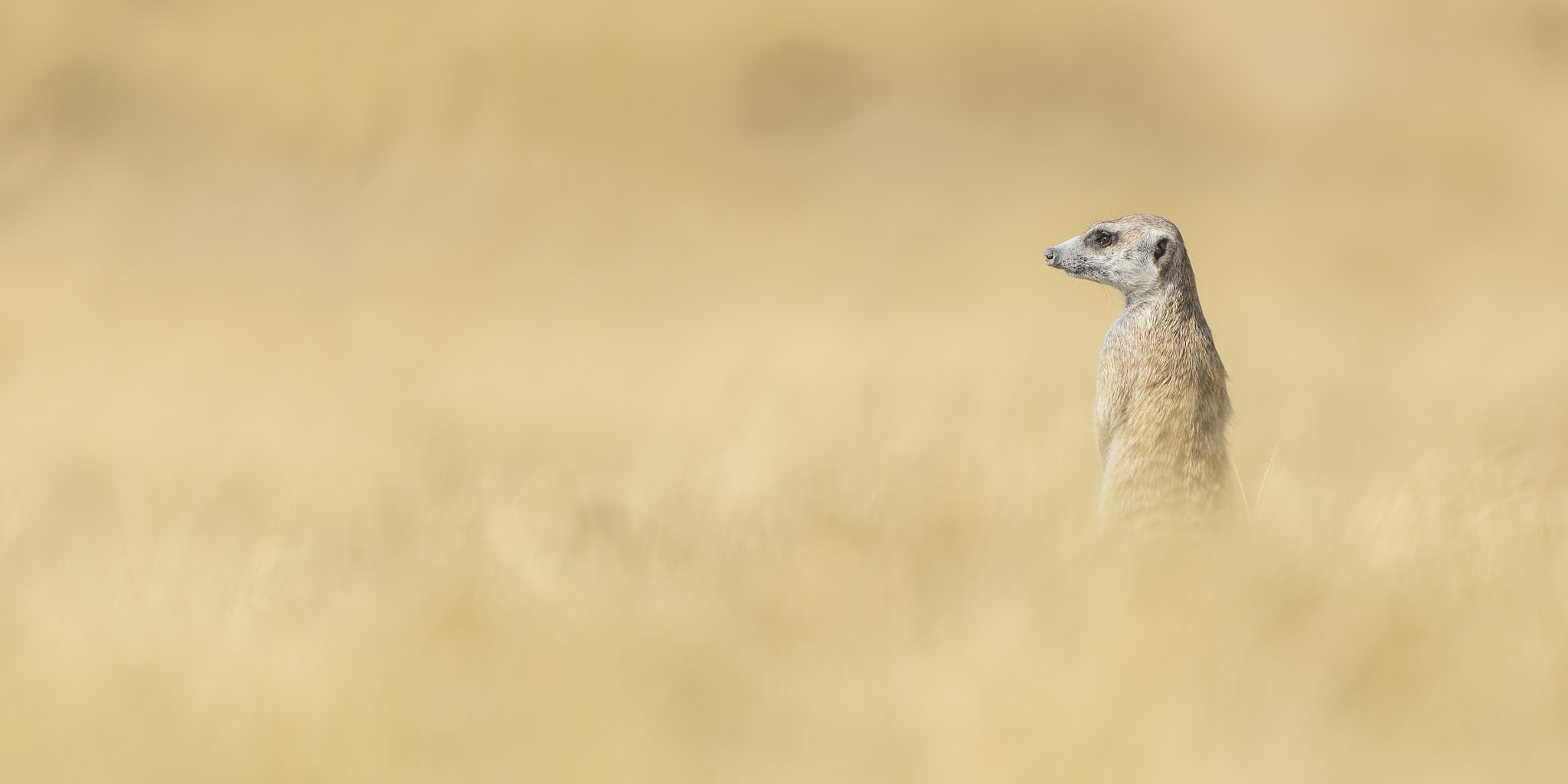 Canon EF 300mm F2.8L IS USM sample photo. Lookout photography