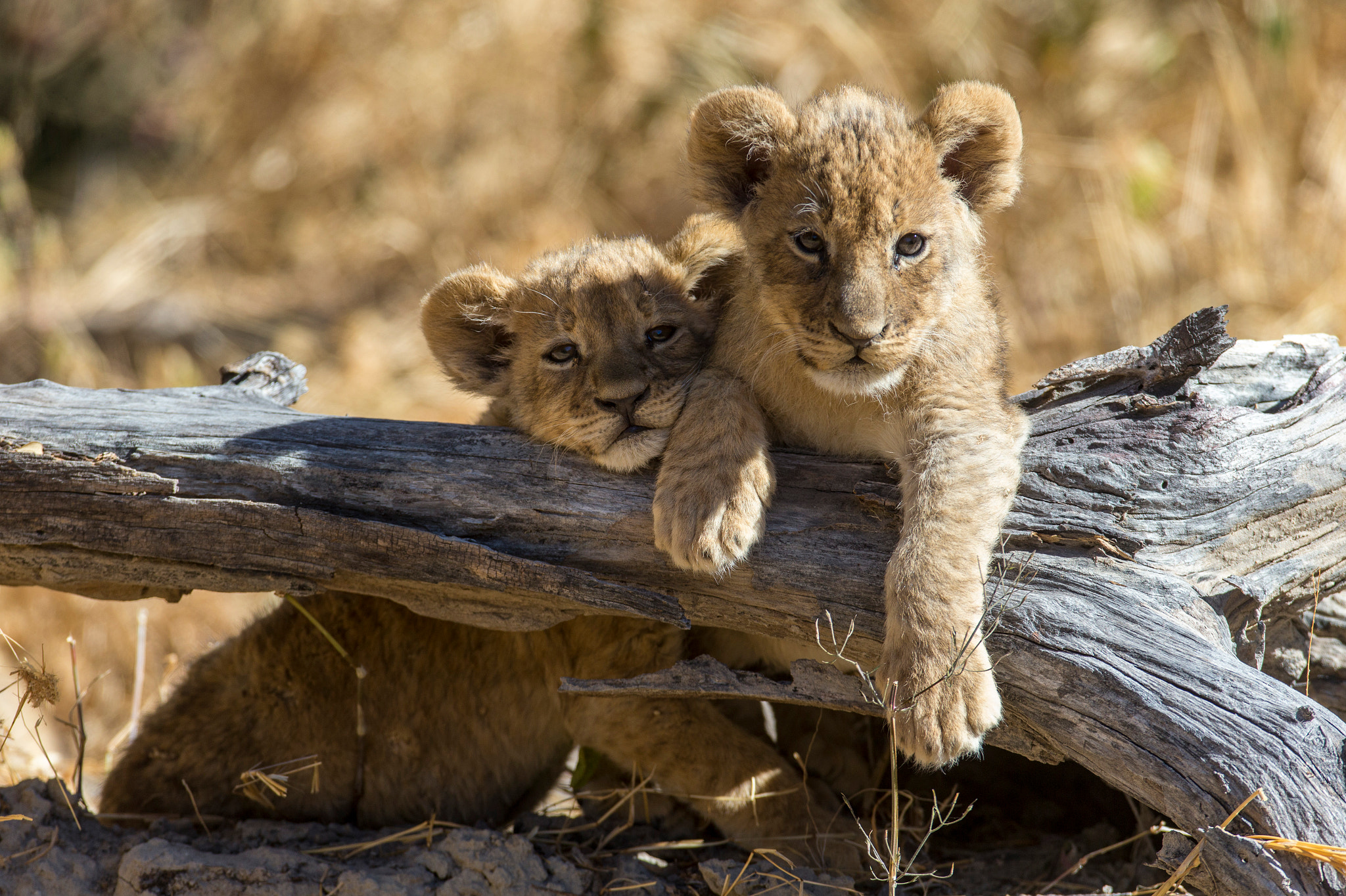 Canon EF 600mm f/4L IS sample photo. Cuteness photography