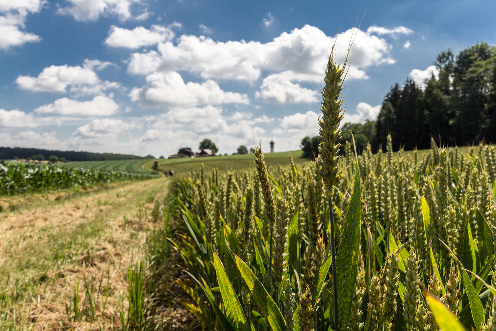 Sigma 18-200mm f/3.5-6.3 DC OS sample photo. Field photography