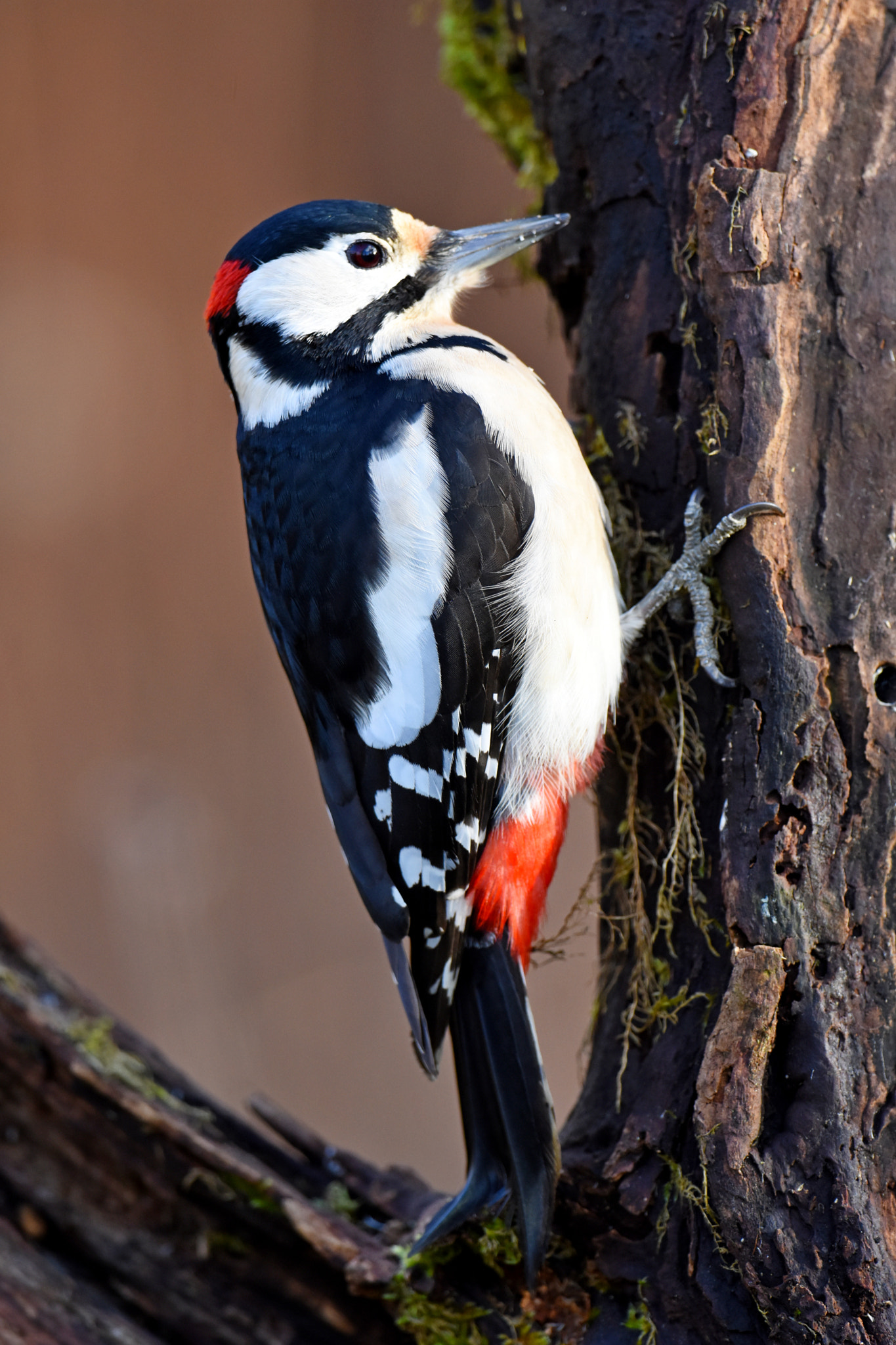 Nikon D7200 + Nikon AF-S Nikkor 600mm F4G ED VR sample photo. Great spotted woodpecker photography