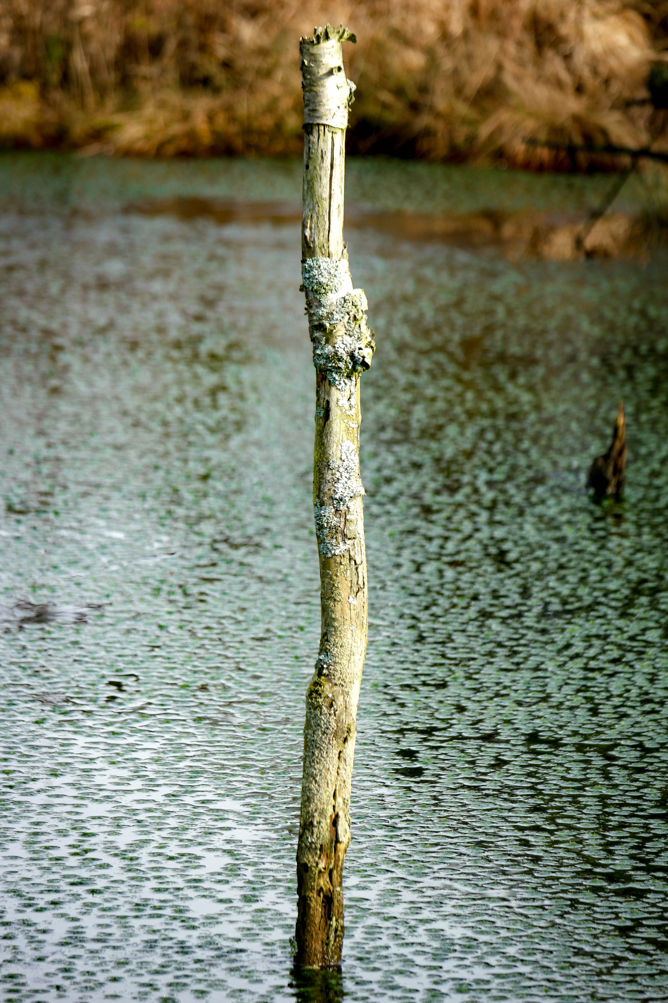Samsung NX500 + NX 50-200mm F4-5.6 sample photo. Tiste (germany) - bauernmoor photography