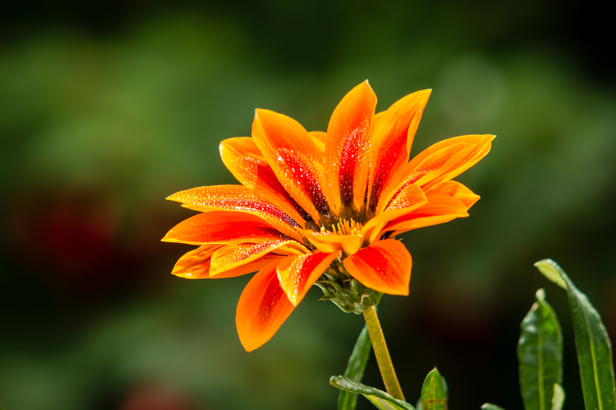 Sigma 70-200mm F2.8 EX DG Macro HSM II sample photo. Orange photography