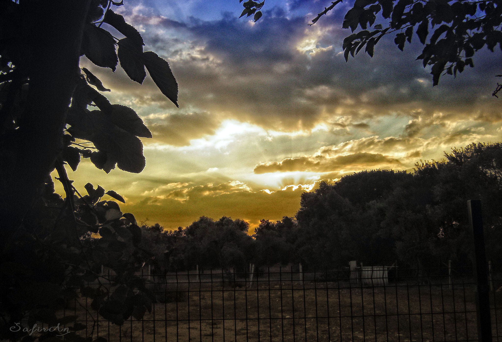 Sony DSC-P73 sample photo. Magic sunset over olive trees photography