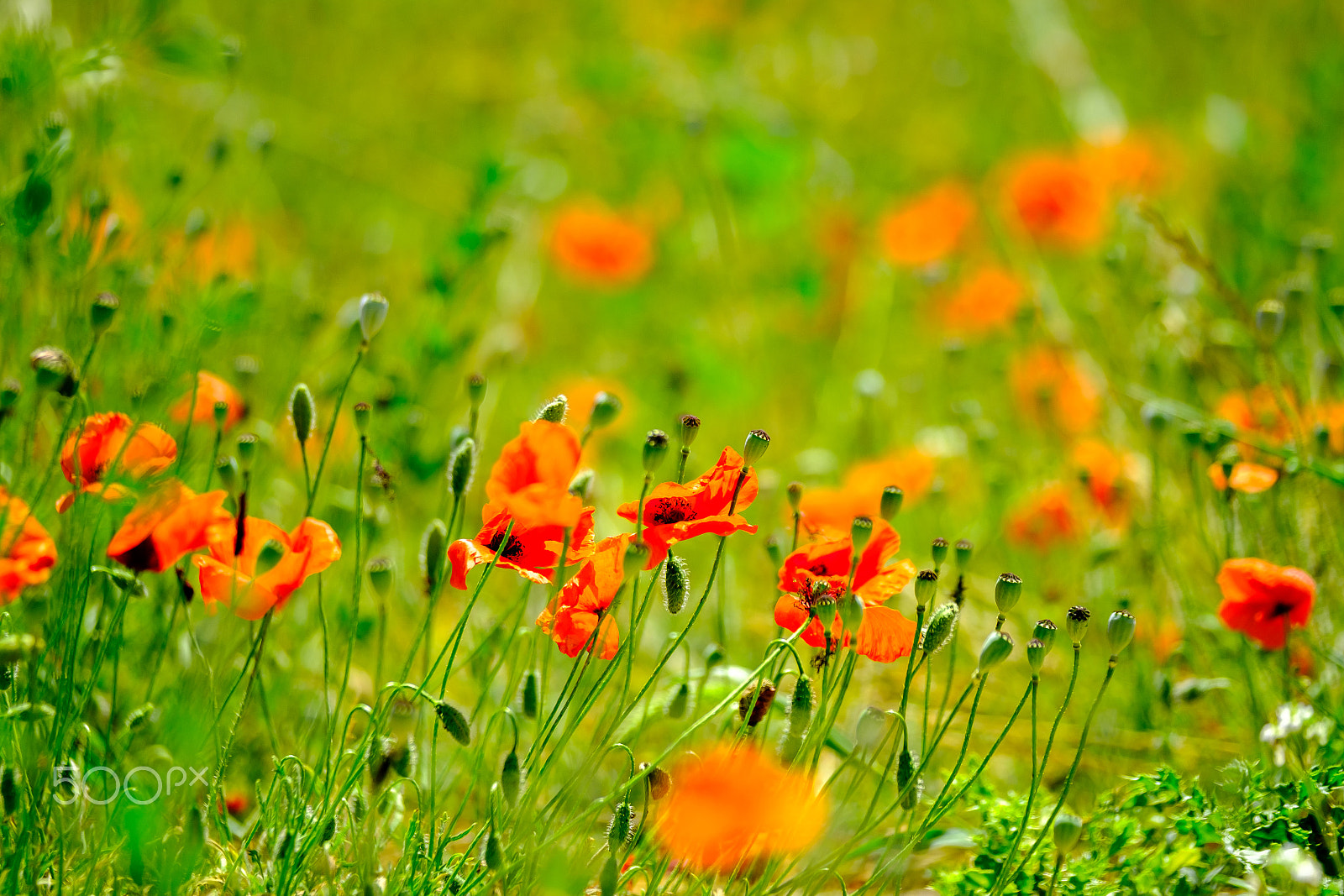 XF50-140mmF2.8 R LM OIS WR + 1.4x sample photo. Poppy meadow photography