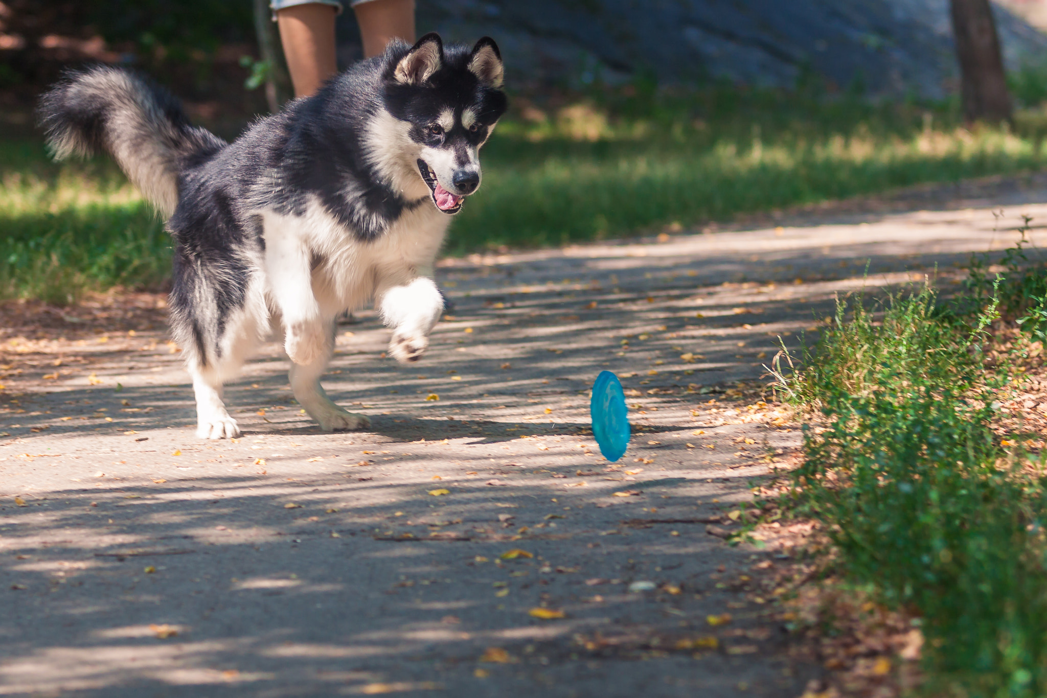 Canon EF 70-200mm F2.8L USM sample photo. Denzel the malamute at play photography
