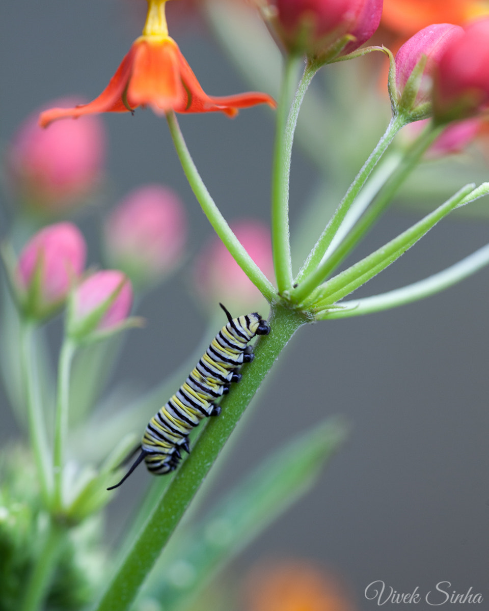 Sigma APO Macro 180mm F2.8 EX DG OS HSM sample photo. Caterpillar photography