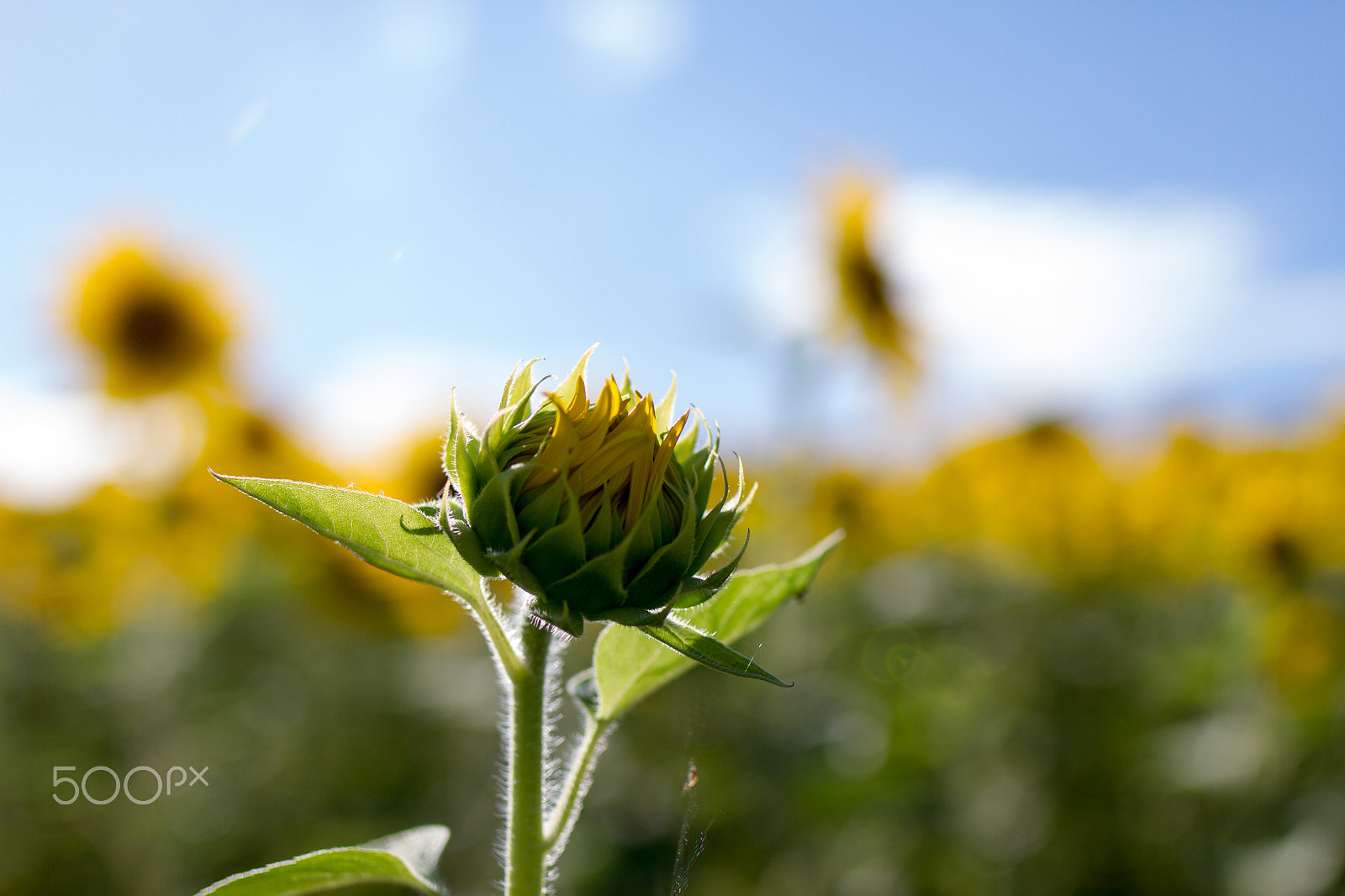 Tamron SP 35mm F1.8 Di VC USD sample photo. Sunflower bud in front of sunflower cultivation photography