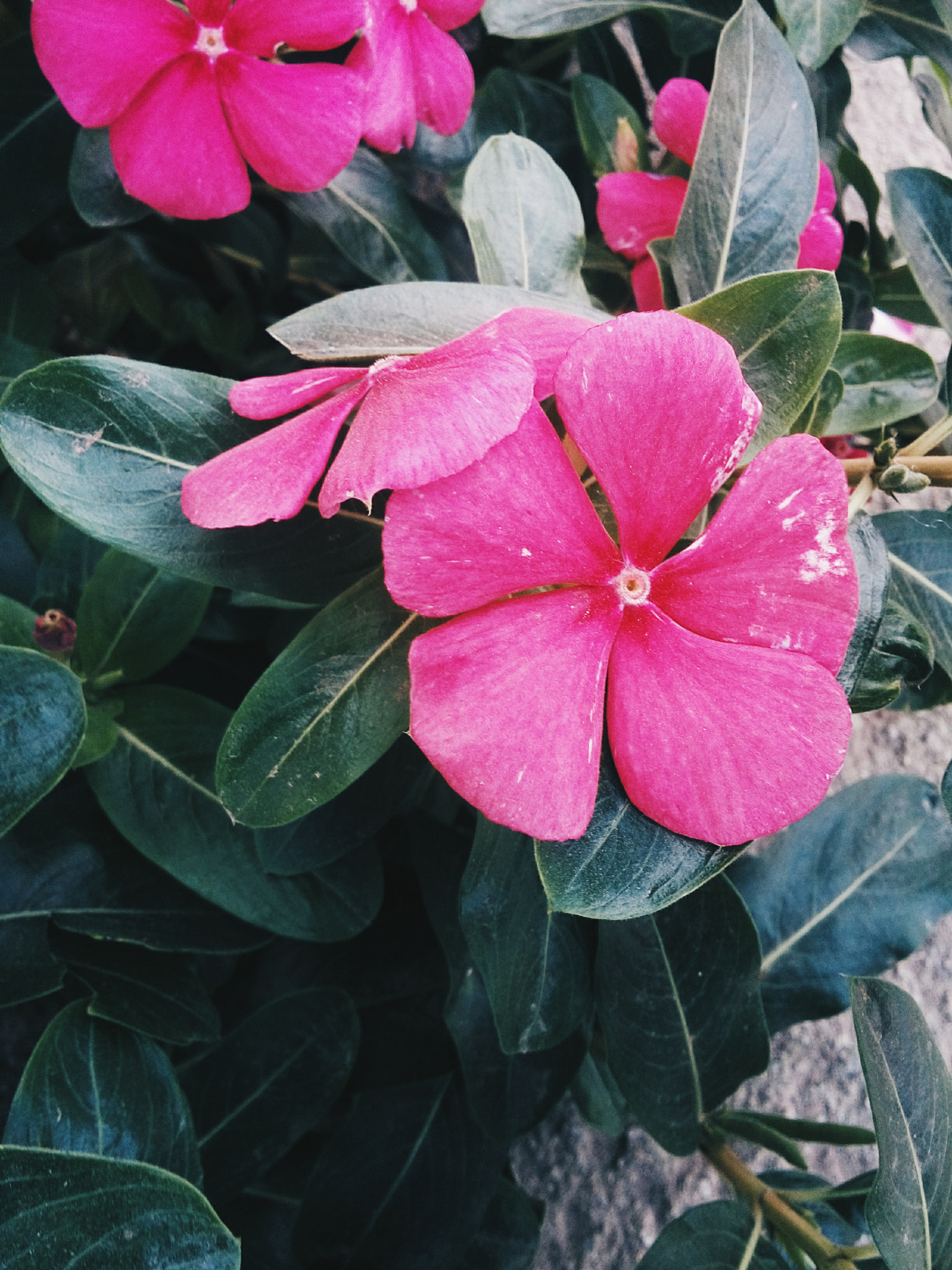 LG L Bello sample photo. Flores rosas 1/3 photography