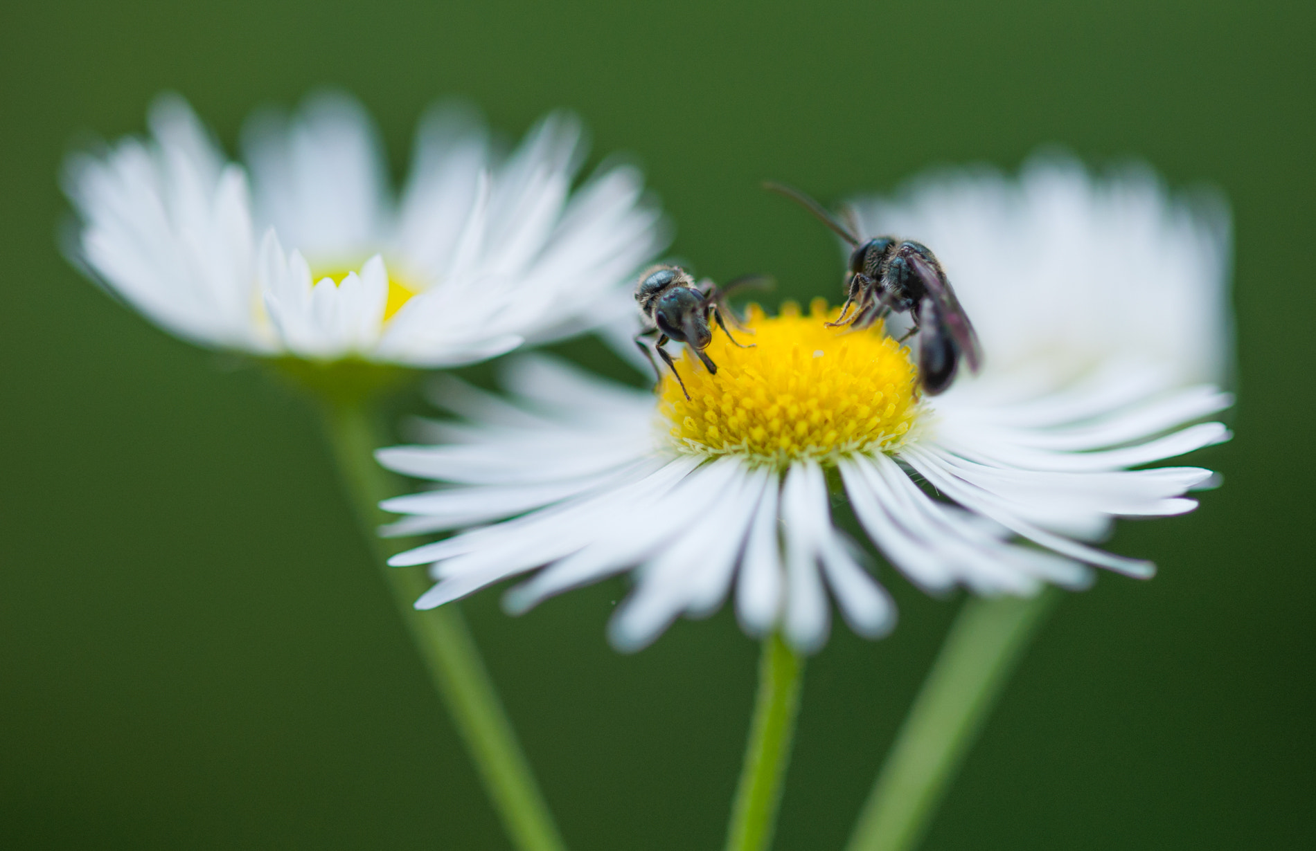 Sigma 105mm F2.8 EX DG OS HSM sample photo. Flies on a flower photography