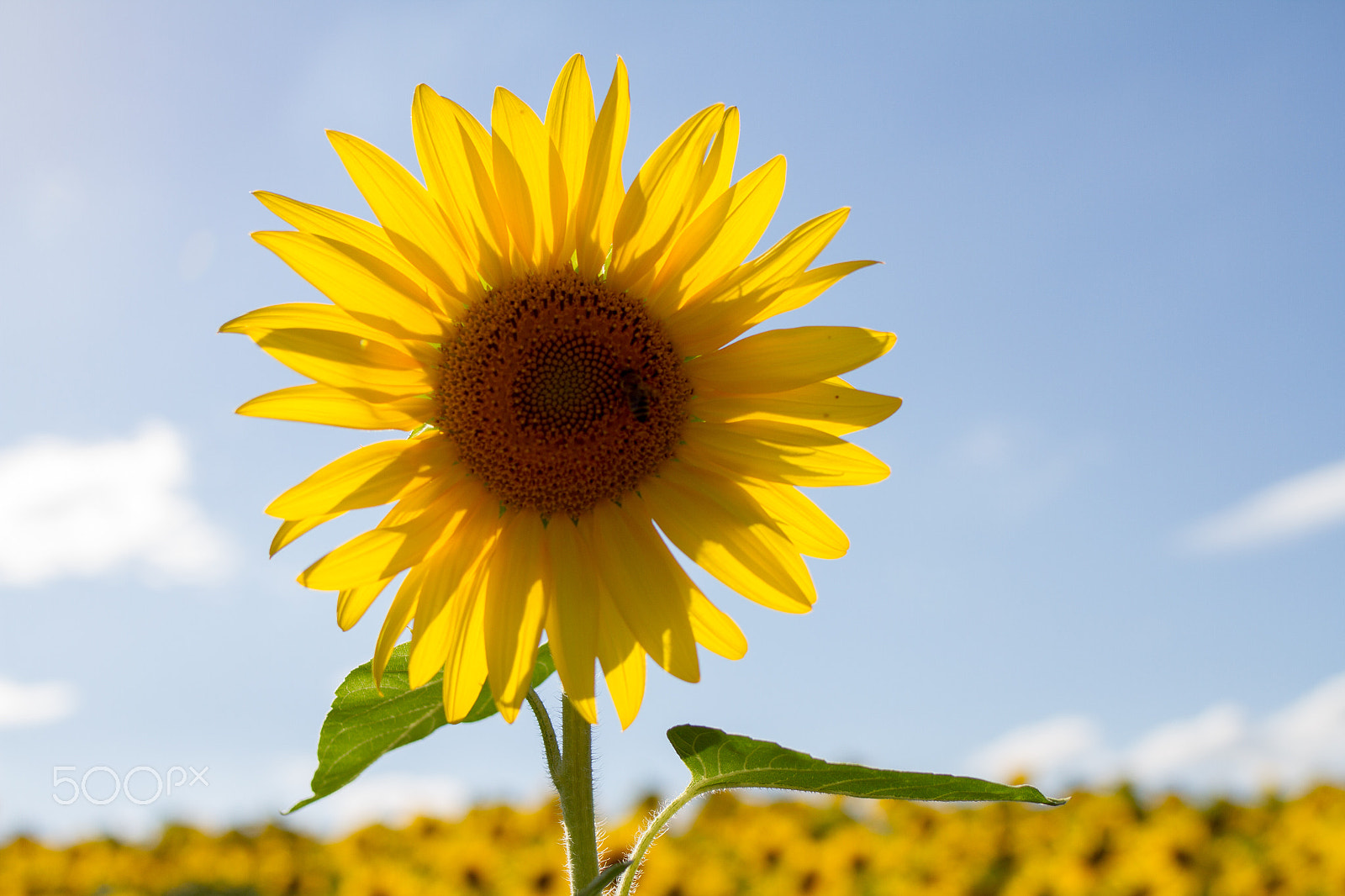 Tamron SP 35mm F1.8 Di VC USD sample photo. Individual sunflower in front of sunflower field photography