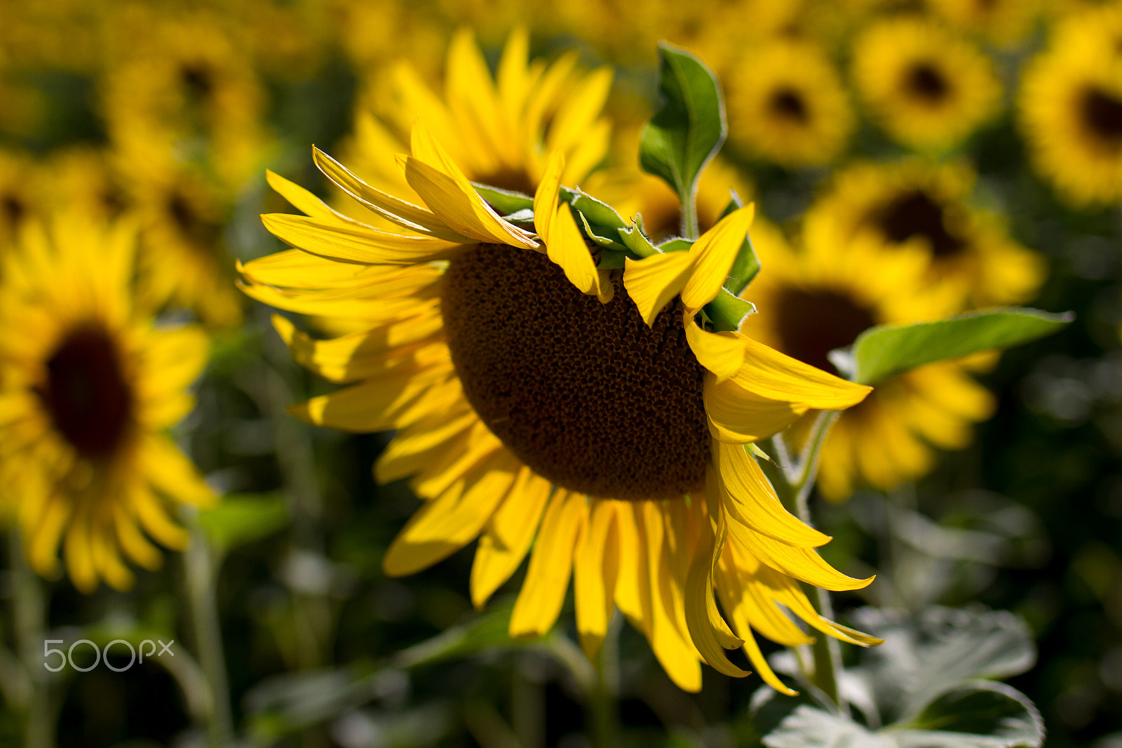 Tamron SP 35mm F1.8 Di VC USD sample photo. Sunflower field photography