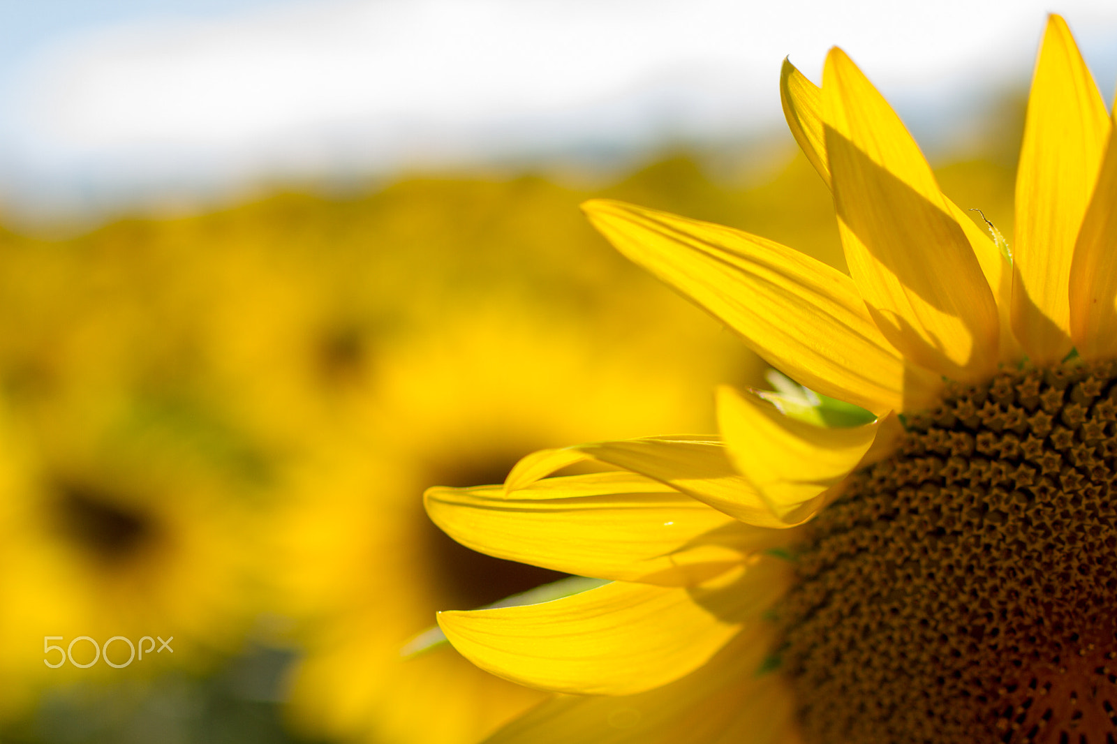 Tamron SP 35mm F1.8 Di VC USD sample photo. Sunflower closeup in front of sunflower field photography