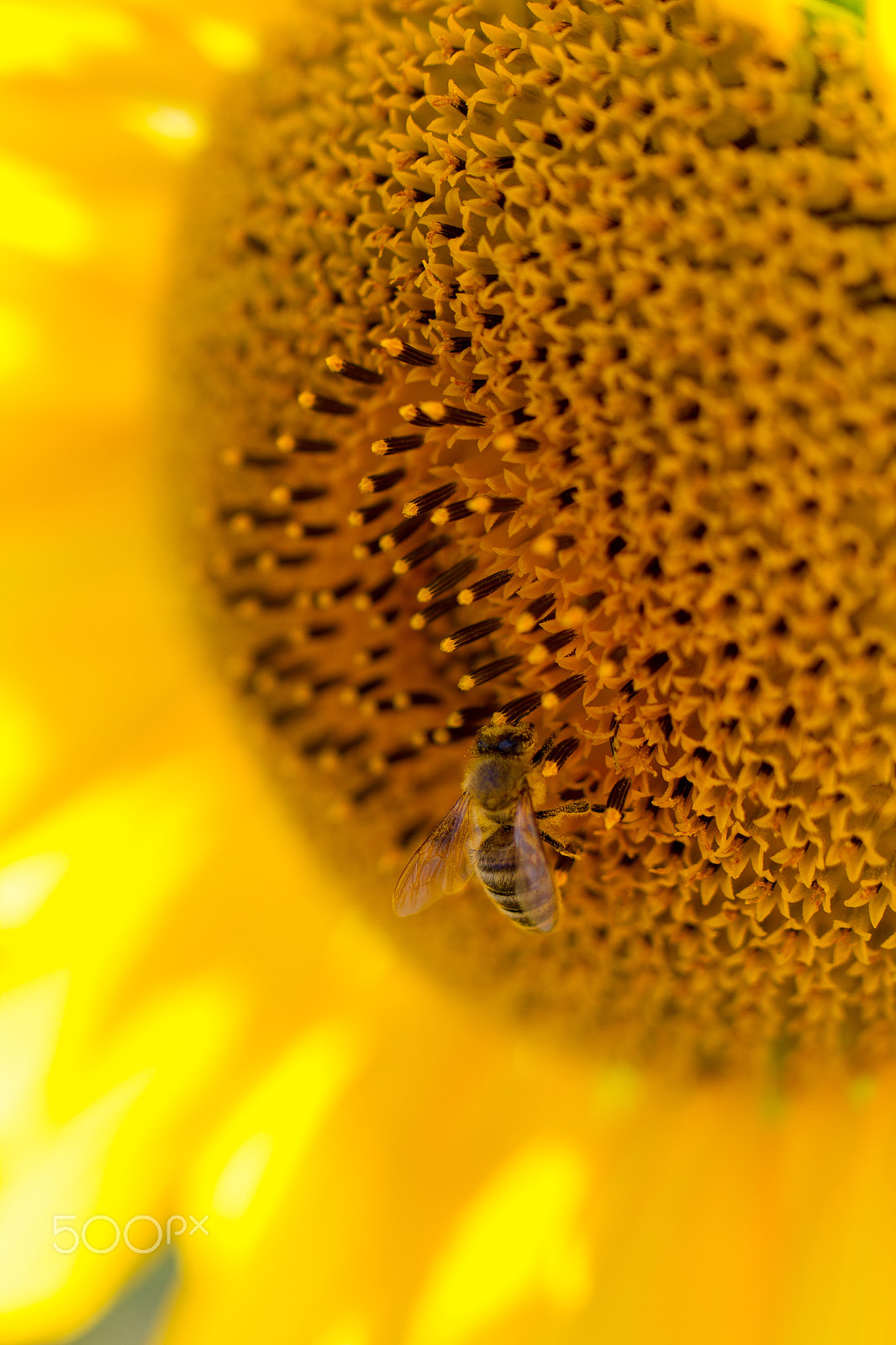 Tamron SP 35mm F1.8 Di VC USD sample photo. Closeup of a honey bee on a sunflower photography