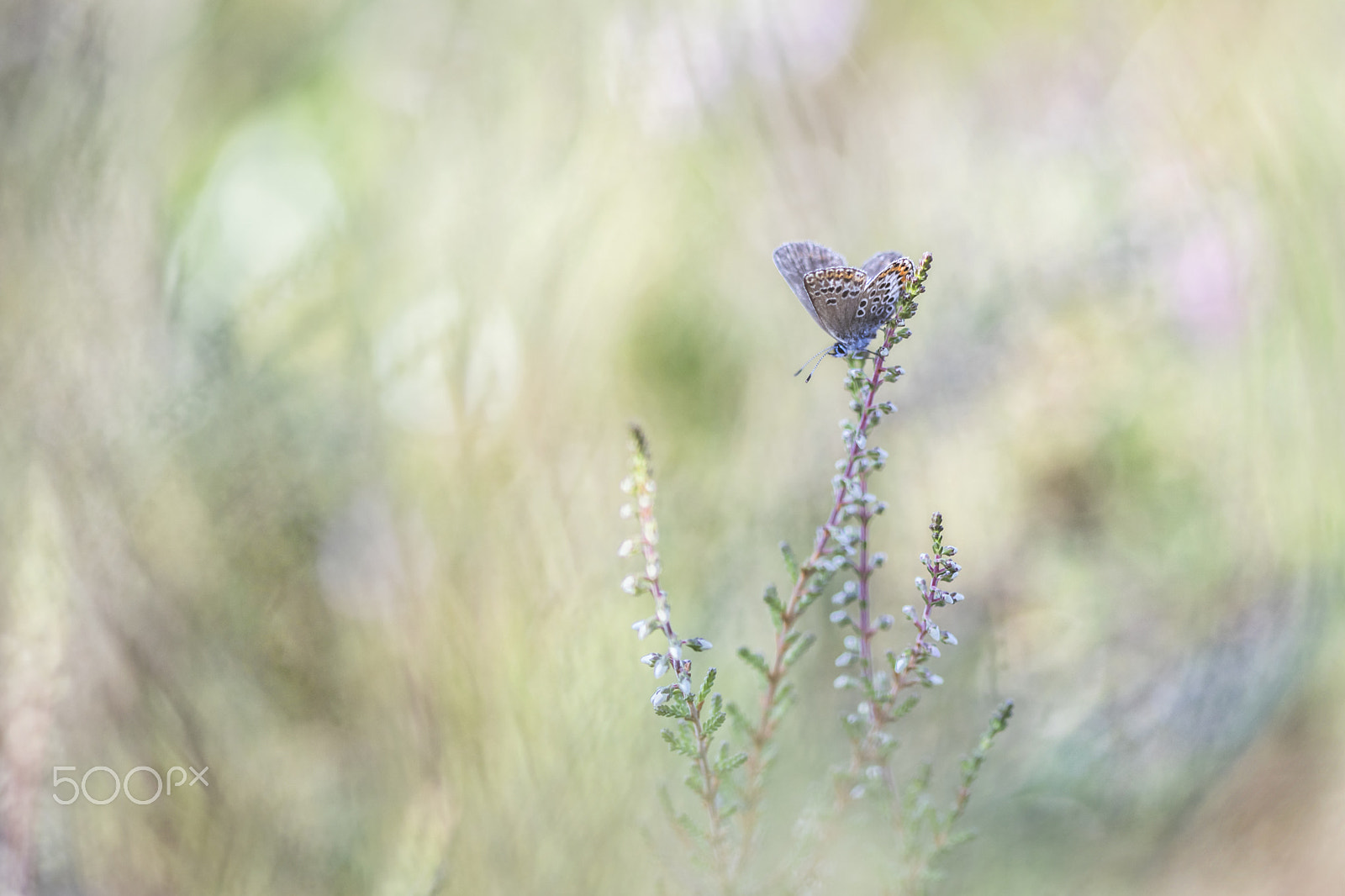 Canon EF 100mm F2.8 Macro USM sample photo. Alone photography