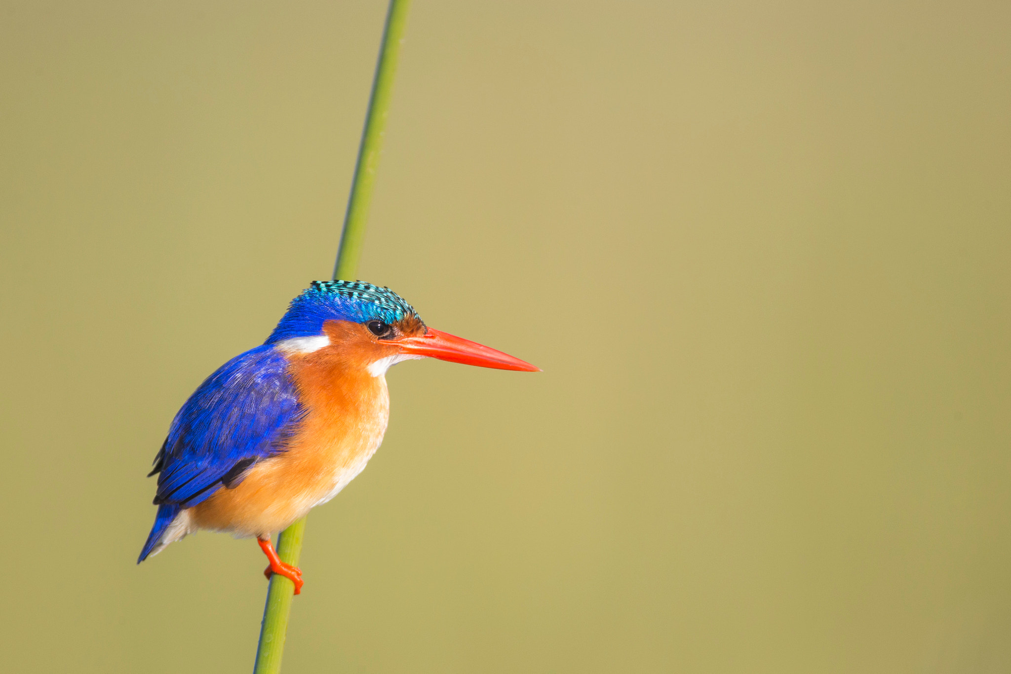 Canon EF 600mm F4L IS USM sample photo. Blue and green photography