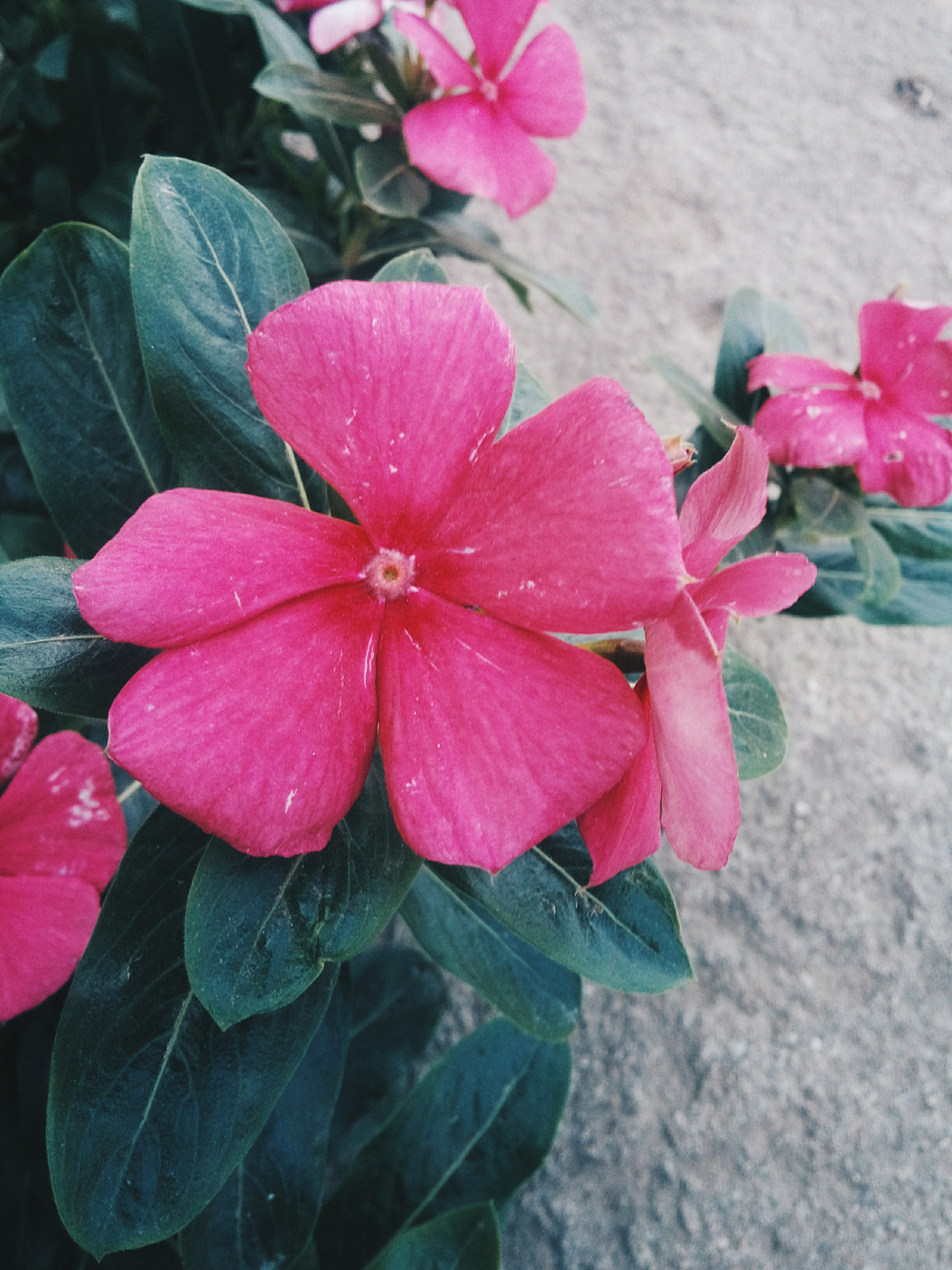 LG L Bello sample photo. Flores rosas 2/3 photography
