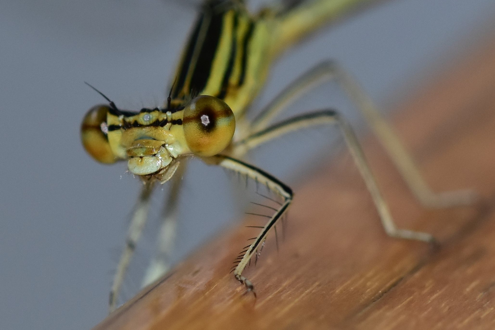 Sigma 105mm F2.8 EX DG OS HSM sample photo. Look at me! ^_^ photography