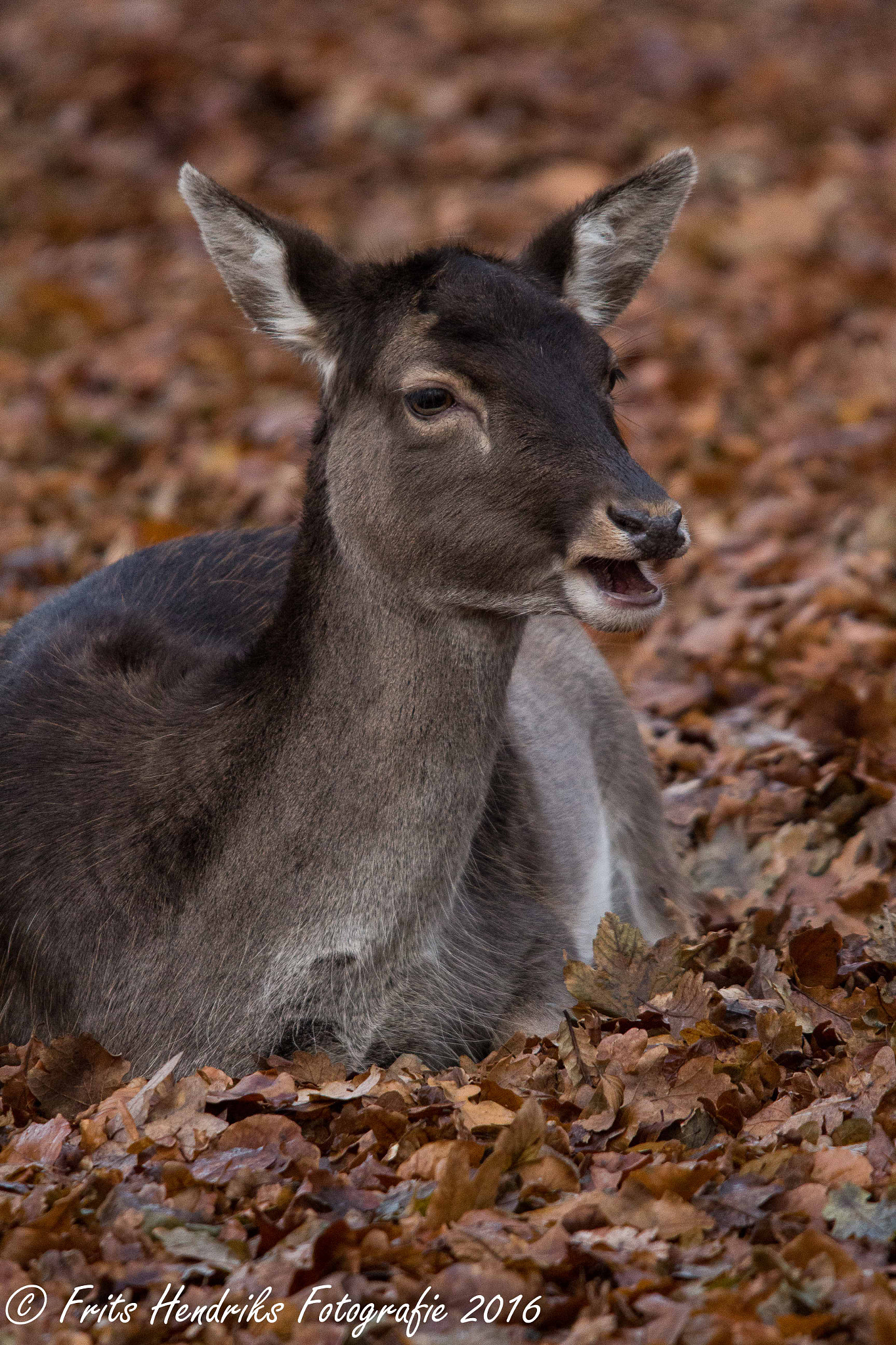 Sigma 150-500mm F5-6.3 DG OS HSM sample photo. Deer  photography