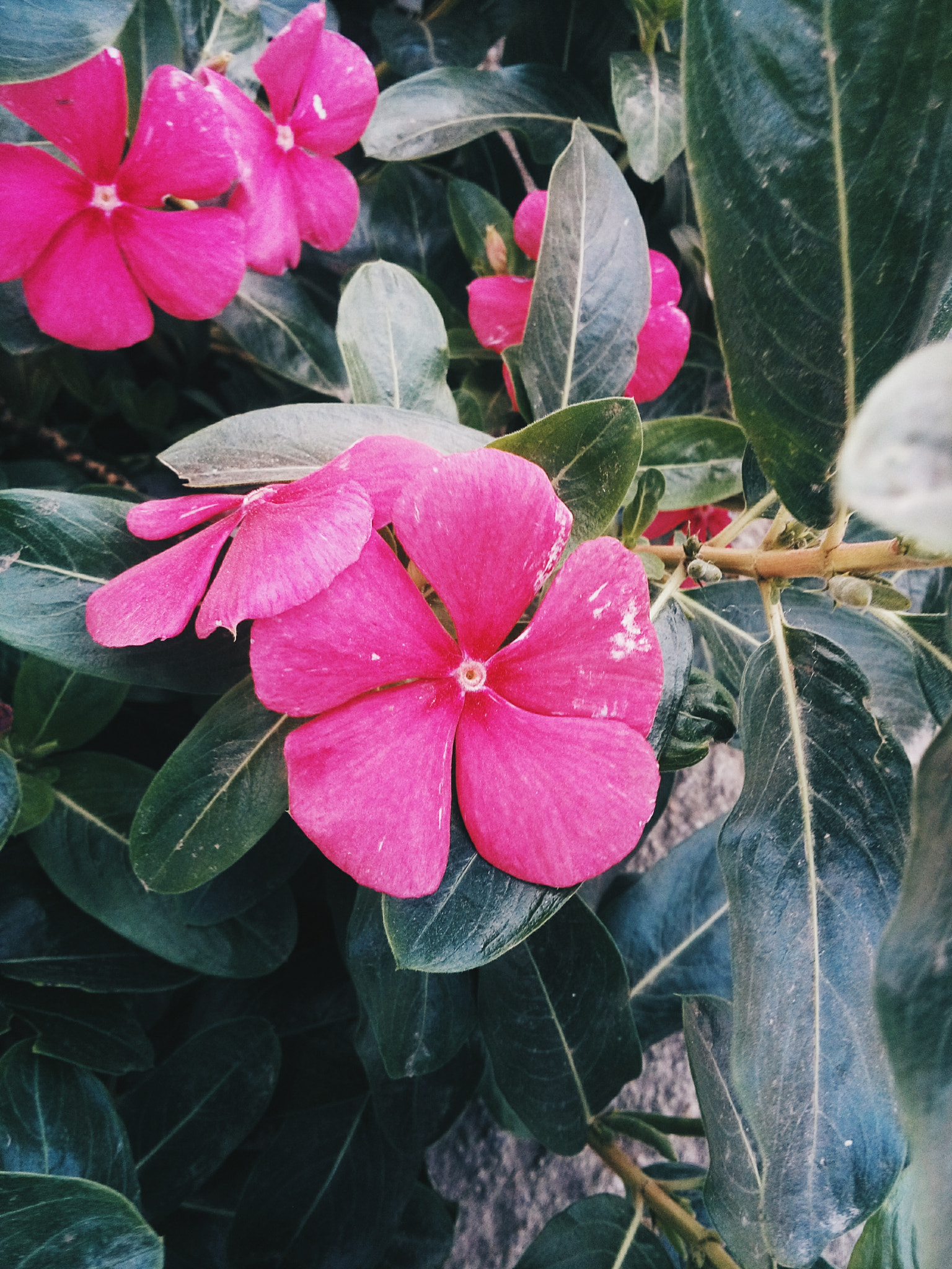 LG L Bello sample photo. Flores rosa 3/3 photography