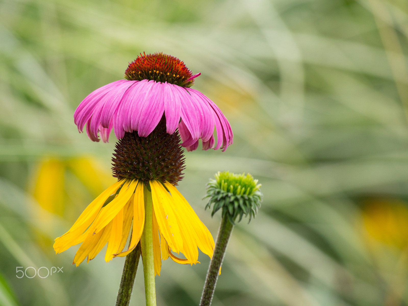Olympus PEN E-PL5 sample photo. Equinaceae flowers in bloom photography