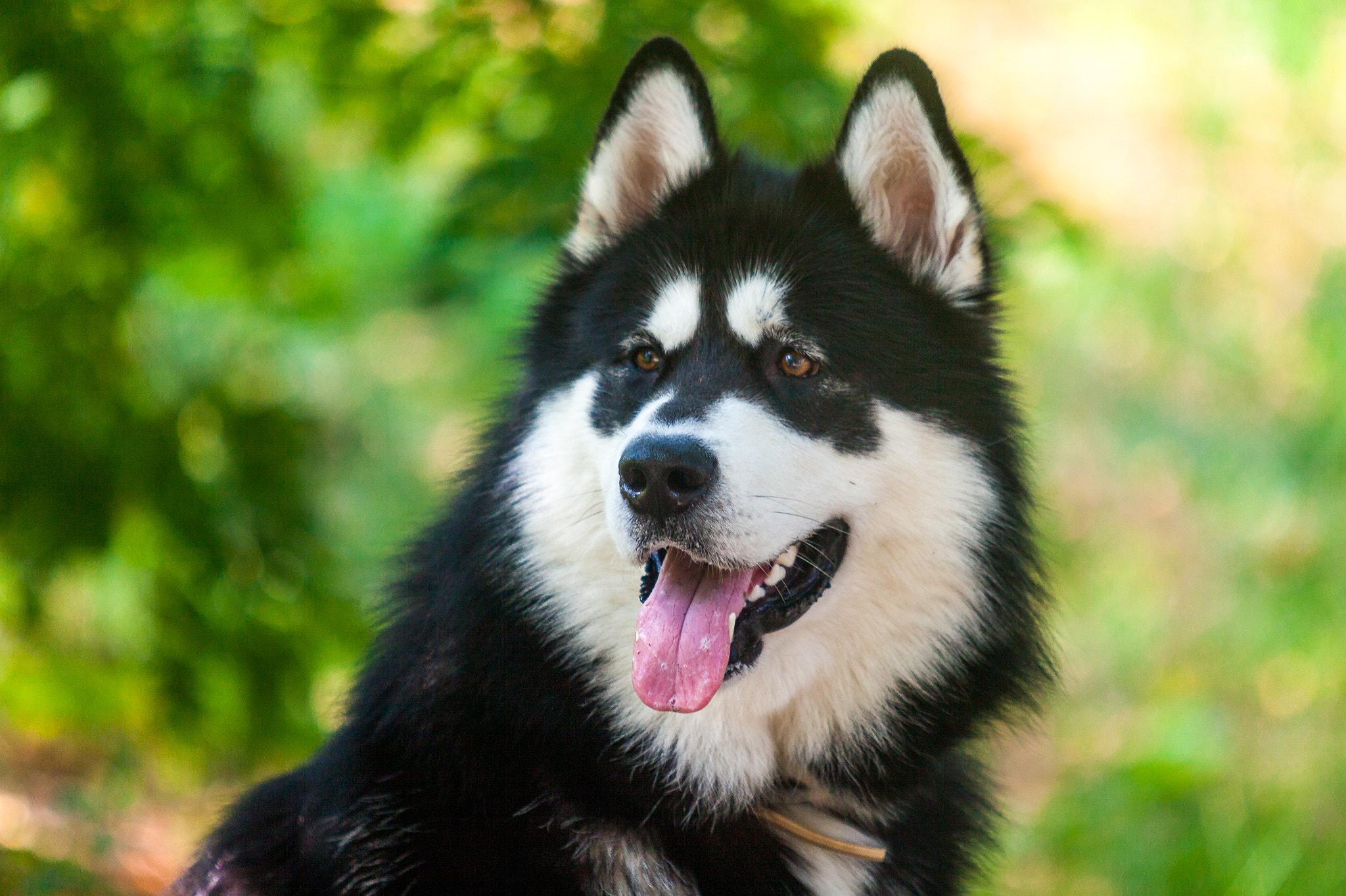 Canon EF 70-200mm F2.8L USM sample photo. Denzel the malamute photography